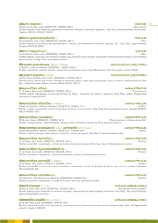 Allium roseum L.                                                                                                              LILIACEAE       51
Cabeça Gorda, Alte, Loulé; 29SNB7516; 15/04/93; 290 m.                                                               “Alho-rosado”
Geófito bolboso muito frequente, sobretudo em terrenos cultivados, sobre solos argilosos; Reg. Med.; Brachypodietalia phoenicoidis.
Quadros III/XXXIV; III/XXXIX; III/XLVII.

Allium sphaerocephalon L.                                                                                                     LILIACEAE
Rocha da Pena, Salir, Loulé: 29SNB7924; 04/05/94; 380 m.                                                                   “Alho”
Geófito bolboso característico das cascalheiras e fissuras dos afloramentos rochosos calcários; Atl. - Reg. Med.; Lygeo-Stipetea.
Quadros III/XXXVIII; III/XLV.

Allium triquetrum L.                                                                                                          LILIACEAE
Rocha da Pena, Salir, Loulé; 29SNB7924; 13/04/95; 320 m.                                                                      “Alho”
Geófito bolboso, muito raro, em território nacional, que se dá em locais húmidos, sobre solos temporariamente frescos, em formações
escionitrófilas; W. Reg. Med.; Smyrnienion olusatri.

Alyssum granatense Boiss. & Reuter                                                                 BRASSICACEAE (CRUCIFERAE)
S. Romão, S. Brás de Alportel; 29SNB9413; 16/04/93; 300 m.
Terófito, subnitrófilo, ruderal e arvense, frequente nos arrelvados anuais; Ibero-Mauritânica; Thero-Brometalia. Quadro III/XLVI.

Alyssum simplex Rudolphi                                                                           BRASSICACEAE (CRUCIFERAE)
Covões, Nave do Barão, Salir, Loulé; 29SNB8420; 27/03/96; 300 m.
Terófito pouco comum que vive em clareiras e arrelvados anuais, sobre solos decapitados, mais ou menos, descarbonatados; Reg.
Med.; Helianthemetea guttatae. Quadros III/XLV; III/XLVI; III/XLIX.

Amaranthus albus L.                                                                                               AMARANTHACEAE
Qta do Freixo, Salir, Loulé; 29SNB7724; 05/08/95; 260 m.                                                        “Bredo branco”
Terófito ruderal, naturalizado, oriundo da América do Norte, frequente nas hortas e alqueives; (Reg. Med.; Solano-Polygonetalia
convolvuli); Quadro III/XXXII.


Amaranthus blitoides S. Watson                                                                                    AMARANTHACEAE
Ribeira de Quarteira, Paderne, Albufeira; 29SNB7210; 27/08/94; 25 m.                                                   “Bredos”
Terófito ruderal, naturalizado, oriundo da América do Norte, muito comum; (Reg. Med. Chenopodietalia muralis); Quadros III/XXVIII;
III/XXX; III/XXXII; III/LX.

Amaranthus caudatus                  L.                                                                           AMARANTHACEAE
Mte da Jóia, Silves; 29SNB5015; 10/09/94; 80 m.                                           “Moncos-de-peru; chorões-dos-jardins”
Terófito subespontâneo, frequentemente cultivado como ornamental, oriundo da África tropical e América.

Amaranthus graecizans                     subsp. sylvestris (Vill.) Brenan                                        AMARANTHACEAE
Ribeira de Quarteira, Paderne, Albufeira; 29SNB7211; 27/08/94; 50m                                                              “Bredos”
Terófito ruderal e arvense relativamente comum em cultivos de regadio; Reg. Med.; Chenopodietalia muralis.

Amaranthus hybridus L.                                                                                            AMARANTHACEAE
Qta do Freixo, Salir, Loulé; 29SNB7724; 05/08/95; 260 m.                                                                        “Bredos”
Terófito subnitrófilo, naturalizado, oriundo da América tropical e subtropical (Pantrop.); Solano-Polygonetalia convolvuli.

Amaranthus hypochondriacus L.                                                                                     AMARANTHACEAE
Qta do Freixo, Salir, Loulé; 29SNB7724; 05/08/95; 240 m.                                                                        “Bredos”
Terófito subnitrófilo, naturalizado, originário da América do Norte; Chenopodietalia muralis.


Amaranthus powellii S. Watson                                                                                     AMARANTHACEAE
Qta do Freixo, Salir, Loulé; 29SNB7724; 05/08/95; 260 m.                                                             “Bredos”
Terófito subnitrófilo, comum no território estudado, naturalizado, trazido da América do Norte, que vive em campos cultivados;
Chenopodietalia albi.


Amaranthus retroflexus L.                                                                                         AMARANTHACEAE
Poço Marinho, Patã, Boliqueime, Albufeira; 29SNB7209; 27/08/94; 50 m.                                                           “Bredos”
Terófito subnitrófilo, naturalizado, oriundo da América do Norte; Stellarietea mediae.

Ammi visnaga (L.) Lam.                                                                                  APIACEAE (UMBELLIFERAE)
Quinta do Freixo, Salir, Loulé; 29SNB7724; 22/09/95; 260 m.                                              “Bisnaga-das-searas; paliteira”
Terófito ruderal, pouco frequente no território estudado, característico de solos argilosos removidos; Reg. Med.; Reg. Irano-Turaniana;
Solano-Polygonetalia convolvuli.

Ammoides pusilla (Brot.) Breistr.                                                                       APIACEAE (UMBELLIFERAE)
Cerro dos Fatos, Loulé; 29SNB8209; 18/05/94; 80 m.
Terófito ruderal, subnitrófilo, muito abundante, particularmente em clareiras de matos e campos cultivados; Reg. Med.; Brachypodietalia
distachyi. Quadro III/XXXVII.




                                                                                                                                    A FLORA
 