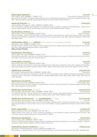 Asparagus aphyllus L.                                                                                                                        LILIACEAE         55
Foral, Paderne, Silves; 29SNB6617; 11/05/96; 110 m.                                                   “Corruda-maior; espargo-bravo-maior”
Nanofanerófito rizomatoso, indiferente edáfico, bastante comum no Barrocal, característico dos machiais e bosques termófilos; Reg.
Med.; Asparago-Rhamnion oleoidis; Quadros III/LXIV; III/LXXII; III/LXXIII; III/LXXIV; III/LXXV; III/LXXVI.

Asperula hirsuta Desf.                                                                                                                     RUBIACEAE
Cerro da Cabeça, Moncarapacho, Olhão; 29SPB0708; 26/04/93; 150 m.
Proto-Hemicriptófito, basófila, muito frequente nas clareiras de matos e tomilhais do Barrocal; Ibero-Mauritânica; Eryngio-Ulicion
erinacei; Quadros III/XLIV; III/XLVII; III/XLVIII; III/LII; III/LIII; III/LXII; III/LXIII; III/LXXIII; III/LXXIV; III/LXXVI.

Asphodelus aestivus Brot.                                                                                                                    LILIACEAE
Nave do Barão, Salir, Loulé; 29SNB8320; 05/05/94; 190 m.                                                         “Gamões; abróteas”
Geófito rizomatoso, acidófilo, muito abundante no território estudado, especialmente em clareiras de matos e incultos, sobre solos
calcários descarbonatados, submetidos a práticas de pastorícia e a fogos periódicos; Reg. Med.; Agrostion castellanae; Quadros III/LI;
III/LII; III/LIV; III/LXI.


Asphodelus albus                  subsp. villarsii (Verlot ex Billot) I. B. K Richardson & Smythies                                          LILIACEAE
Amendoeira, Loulé; 29SNB9215; 05/04/93; 220 m.                                                                           “Abrótea”
Geófito rizomatoso, basófilo, pouco frequente na área estudada, que vive em clareiras de matos sobre solos margosos; Reg. Eurosib.;
Reg. Med.; Lygeo sparti-Stipetea tenacissimae; Quadro III/LXX.
Planta nova para Portugal.


Asphodelus fistulosus L.                                                                                                                     LILIACEAE
Nave do Barão, Salir, Loulé; 29SNB8320; 05/05/94; 190 m.                                                            ”Gambanito”
Hemicriptófito subnitrófilo, muito comum no território estudado, particularmente em campos cultivados e nas bermas de caminhos,
sobre solos franco-limosos; Reg. Med.; Hordeion leporini.


Asphodelus ramosus L.                                                                                                                        LILIACEAE
Rocha da Pena, Salir, Loulé; 29SNB7823; 09/02/93; 300 m.                                                                                          “Abróteas”
Geófito rizomatoso muito frequente no Barrocal, especialmente em sítios secos e termófilos, sobre solos margosos; W. Reg. Med.;
Lygeo sparti-Stipetea tenacissimae; Quadros III/XXIV; III/XXVI; III/XLVII; III/XLIX; III/LII; III/LIII; III/LIV; III/LXII; III/LXIII; III/LXXIV; III/LXXV.


Asplenium ceterach L.                                                                                                                 ASPLENIACEAE
Cerro Grande, Moncarapacho, Olhão; 29SPB0807; 18/02/92; 220 m.                                                                       “Douradinha”
Hemicriptófito rizomatoso muito abundante no território em fissuras de rochas e muros calcários, sobretudo em ambientes sombrios
e frescos; Cosmop.; Reg. Med.; Cymbalario-Asplenion; Quadros III/XVII; III/XVIII; III/XX; III/XXI; III/XXII; III/XXIII; III/XLI; III/XLV; III/LI; III/
LXXIV; III/LXXVII.


Asplenium onopteris L.                                                                                                                ASPLENIACEAE
Rocha da Pena, Salir, Loulé; 29SNB8024; 20/06/94;320 m.                                                       “Avenca-negra; feitas”
Hemicriptófito esciófilo, húmicola, frequente no sub-bosque de azinhais e machiais, sobretudo em substrato calcário dolomítico; Reg.
Med.; Quercetalia ilicis; Quadro III/LXXVII.


Asplenium petrarchae (Guérin) DC.                                                                                                     ASPLENIACEAE
Cerro da Cabeça, Moncarapacho, Olhão; 29SPB0807; 18/02/93; 200 m.                                                 “Avencão-peludo”
Hemicriptófito cespitoso, calcícola, frequente em fissuras de rochas calcárias, relativamente próximas do mar, sobretudo nos locais
mais térmicos; Reg. Med.; Asplenietalia glandulosi; Quadros III/XVII; III/XX; III/XXII; XXX/XLVI; III/XLVIII.


Asplenium trichomanes                        subsp. quadrivalens D. E. Meyer                                                          ASPLENIACEAE
Cerro da Cabeça, Moncarapacho, Olhão; 29SPB0807; 02/01/95; 220 m.                                                       “Avencão”
Hemicriptófito cespitoso, bastante comum no território estudado, indiferente quanto à natureza do substrato, que vive em fissuras e
pequenas depressões de rochas calcárias, mais ou menos ensombradas; Cosmop.; Asplenietea trichomanis; Quadros III/XVII; III/XVIII;
III/XXII.


Aster squamatus                 (Sprengel) Hieron                                                                                       ASTERACEAE
Ribeira dos Moinhos, Salir, Loulé; 29SNB8521; 25/11/94; 160 m.                                          “Mata-jornaleiros”
Terófito ruderal, muito comum, em franco processo de expansão, que se encontra nos locais temporariamente húmidos e algo
nitrificados; Neotrop; Agropyretalia repentis; Quadros III/XXIX; III/XXXII.


Asteriscus aquaticus (L.) Less.                                                                                                         ASTERACEAE
Cerro dos Fatos, Loulé; 29SNB8208; 16/03/95; 120 m.                                                              “Pampilho-aquático”
Terófito muito frequente em clareiras de matos e arrelvados terofíticos que revestem substratos ricos em bases; Reg. Med.; Trachynion
distachyae; Quadros III/XXXV; III/XXXVI; III/XXXVII; III/XLVI; III/XLIX; III/L.


Asterolinon linum-stellatum (L.) Duby                                                                                                  PRIMULACEAE
Poço Mariano, Azinhal, Boliqueime, Albufeira; 29SNB7209; 30/08/95; 30 m.
Terófito efémero, indiferente edáfico, que vive em arrelvados terofíticos, assentes sobre solos pobres; Reg. Med.; Helianthemetea.


                                                                                                                                                     A FLORA
 