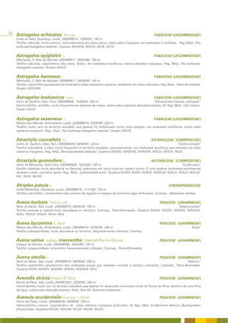 56 Astragalus echinatus Murray                                                                                  FABACEAE (LEGUMINOSAE)
   Corte do Neto, Querença, Loulé; 29SNB8619; 10/05/93; 180 m.
   Terófito calcícola muito comum, particularmente em sítios secos, sobre solos margosos, em arrelvados e tomilhais; Reg. Med.; Poo
   bulbosae-Astragalion sesamei; Quadros III/XXXVII; III/XLIX; III/LIII; III/LIV.


   Astragalus epiglottis                L.                                                                      FABACEAE (LEGUMINOSAE)
   Machados, S. Brás de Alportel; 29SNB9811; 09/04/96; 160 m.
   Terófito calcícola, característico dos sítios áridos em arrelvados terofíticos, sobre substratos margosos; Reg. Med.; Poo bulbosae-
   Astragalion sesamei; Quadro III/XLVI.


   Astragalus hamosus L.                                                                                        FABACEAE (LEGUMINOSAE)
   Machados, S. Brás de Alportel; 29SNB9811; 09/04/96; 140 m.
   Terófito subnitrófilo que aparece em arrelvados sobre substratos calcários, sobretudo em sítios cultivados; Reg. Med.; Thero-Brometalia;
   Quadro III/XXXVIII.


   Astragalus lusitanicus                    Lam.                                                               FABACEAE (LEGUMINOSAE)
   Cerro do Guilhim, Estoi, Faro; 29SNB9406; 15/04/93; 290 m.                                         “Alfavaca-dos-montes; tremoção”
   Hemicriptófito, acidófilo, muito frequente em clareiras de matos, sobre solos argilosos descarbonatados; W. Reg. Med.; Ulici-Cistion;
   Quadro III/LXI.


   Astragalus sesameus                  L.                                                                      FABACEAE (LEGUMINOSAE)
   Ribeira dos Mercês, Amendoeira, Loulé; 29SNB9415; 02/05/95; 240 m.
   Terófito muito raro no território estudado que apenas foi herborizado numa única estação, em arrelvados terofíticos, sobre solos
   calcários margosos; Reg. Med.; Poo bulbosae-Astragalion sesamei. Quadro III/XLVI.


   Atractylis cancellata L.                                                                                  ASTERACEAE (COMPOSITAE)
   Cerro do Guilhim, Estoi, Faro; 29SNB9506; 04/06/93; 120 m.                                                                    “Cardo-coroado”
   Terófito subruderal e viário muito frequente no território estudado, particularmente nos arrelvados terofíticos que revestem os solos
   calcários margosos; Reg. Med.; Brachypodietalia distachyi; Quadros III/XXXV; III/XXXVII; III/XXXVIII; III/XLVI; III/XLIX; III/LIV.


   Atractylis gummifera L.                                                                                   ASTERACEAE (COMPOSITAE)
   Cerro da Bemposta, Estoi, Faro; 29SNB9809; 16/03/93; 140 m.                                                                       “Cardo-visco”
   Geófito tuberoso muito abundante no Barrocal, sobretudo em solos ricos em calcário activo; É uma espécie facilmente reconhecível
   durante o verão nos sítios secos; Reg. Med.; Carthametalia lanati; Quadros III/XXIV; III/XXV; III/XXVI; III/XXXVII; III/XLIV; III/XLVI; III/XLVII;
   III/L; III/LIII; III/LVIII.


   Atriplex patula L.                                                                                                      CHENOPODIACEAE
   Fonte Benémola; Querença, Loulé; 29SNB8818; 11/11/94; 150 m.
   Terófito subnitrófilo, característico das culturas de regadio e margens de caminhos algo nitrificados; Cosmop.; Stellarietea mediae.


   Avena barbata             Pott ex Link                                                                           POACEAE (GRAMINEAE)
   Nave do Barão, Salir, Loulé; 29SNB8419; 08/06/94; 160 m.                                                              “Balanco-bravo”
   Terófito arvense e ruderal muito abundante no território; Cosmop.; Thero-Brometalia; Quadros III/XXIV; III/XXVI; III/XXXIV; III/XXXVII;
   III/XLI; III/XLVI; III/XLIX; III/LIII; III/LV.


   Avena byzantina C. Koch                                                                                          POACEAE (GRAMINEAE)
   Ribeira das Mercês, Amendoeira, Loulé; 29SNB9415; 02/05/95; 240 m.                                                                        “Aveia”
   Terófito subespontâneo, muito abundante no território, frequentemente cultivado; Cosmop.


   Avena sativa subsp. macrantha (Hackel) Rocha Afonso                                                              POACEAE (GRAMINEAE)
   Cabeço da Câmara, Loulé; 29SNB8308; 16/03/95; 120 m.
   Terófito subespontâneo no território frequentemente cultivado; Cosmop.; Thero-Brometalia.


   Avena sterilis L.                                                                                                POACEAE (GRAMINEAE)
   Nave do Barão, Salir, Loulé; 29SNB8419; 08/06/94; 160 m.                                                               “Balanco”
   Terófito subnitrófilo característico dos arrelvados anuais que revestem incultos e campos cultivados; Latemed.; Thero-Brometalia;
   Quadros III/VIII; III/XXVII; III/XXXIII; III/XXXV; III/XXXVII; III/LV.


   Avenella stricta (Hack.) P Silva
                             .                                                                                      POACEAE (GRAMINEAE)
   Rocha da Pena, Salir, Loulé; 29SNB7923; 22/05/95; 280 m.
   Hemicriptófito muito raro no território estudado que apenas foi observado na encosta norte da Rocha da Pena, próximo de uma linha
   de água, sobre solos descarbonatados; Med., Iber.-Atl. Quercion lusitanicae.

   Avenula occidentalis (Gervais) J. Holub                                                                          POACEAE (GRAMINEAE)
   Cerro dos Fatos, Loulé; 29SNB8209; 09/06/90; 100 m.
   Hemicriptófito comum, característico de solos calcários margosos profundos; W. Reg. Med. (Endemismo Ibérico); Brachypodion
   phoenicoidis; Quadros III/XLVII; III/XLVIII; III/LXII; III/LXIII; III/LXX.

   A FLORA
 