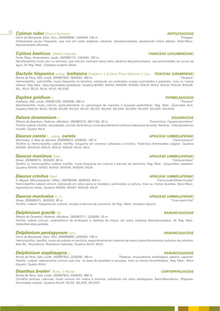 70 Cytinus ruber (Fourr.) Komarov                                                                                                       RAFFLESIACEAE
    Cerro da Bemposta, Estoi, Faro; 29SNB9809; 14/04/94; 140 m.                                                         “Pútegas”
    Holoparasita pouco frequente, que vive em solos argilosos calcários, descarbonatados, parasitando Cistus albidus; Ibero-Maur.;
    Rosmarinetalia officinalis.


    Cytisus baeticus                (Webb) Steudel                                                                     FABACEAE (LEGUMINOSAE)
    Fonte Filipe, Amendoeira, Loulé; 29SNB9115; 13/04/94; 180 m.
    Nanofanerófito muito raro no território, que vive em machiais sobre solos calcários descarbonatados, nas proximidades de cursos de
    água; W. Reg. Med.; Cytisetea scopario-Striati.


    Dactylis hispanica                subsp.    lusitanica (Stebbins & Zohary) Rivas Martínez & Izco                         POACEAE (GRAMINEAE)
    Rocha da Pena, Salir, Loulé; 29SNB7923; 06/05/93; 460 m.                                                                                  “Panasco”
    Hemicriptófito, subnitrófilo, muito frequente no território, sobretudo em arrelvados vivazes submetidos a pastoreio, mais ou menos
    intenso; Reg. Med.; Stipo-Agrostietea castellanae; Quadros III/XXIV; III/XXVI; III/XXXIII; III/XXXV; III/XLIV; III/XLV; III/XLVI; III/XLVII; III/XLVIII;
    III/L; III/LII; III/LIII; III/LIV; III/LXI; III/LXXIII.


    Daphne gnidium L.                                                                                                                 THYMELAEACEAE
    Gralheira, Alte, Loulé; 29SNB7320; 05/08/95; 280 m.                                                                                              “Trovisco”
    Nanofanerófito muito comum, particularmente no sub-bosque de machiais e bosques perenifólios; Reg. Med.; Quercetea ilicis;
    Quadros III/XLVII; III/LXI; III/LXII; III/LXIII; III/LXVI; III/LXX; III/LXXI; III/LXXII; III/LXXIII; III/LXXIV; III/LXXV; III/LXXVI; III/LXXVII.


    Datura stramonium L.                                                                                                                   SOLANACEAE
    Ribeira de Quarteira, Paderne, Albufeira; 29SNB7210; 08/11/94; 30 m.                                     “Estramónio; Figueira-do-inferno”
    Terófito ruderal, nitrófilo, naturalizado, oriundo da América, muito abundante em cultivos e alqueives de verão; Neotrop.; Chenopodienion
    muralis; Quadro III/LX.

    Daucus carota L. subsp. carota                                                                                      APIACEAE (UMBELLIFERAE)
    Machados, S. Brás de Alportel; 29SNB9810; 03/06/94; 180 m.                                                           “Cenoura-brava”
    Terófito ou Hemicriptófito ruderal, nitrófilo, frequente em terrenos cultivados e incultos; Holárctico Artemisietea vulgaris; Quadros
    III/XXXII; III/XXXVII; III/XLIV; III/XLVI; III/XLVII; III/LIV; III/LV.


    Daucus maximus Desf.                                                                                                APIACEAE (UMBELLIFERAE)
    Silves; 29SNB5015; 30/05/93; 80 m.                                                                               “Cenoura-brava”
    Terófito ou Hemicriptófito ruderal, nitrófilo, muito frequente em cultivos e bermas de caminhos; Reg. Med.; Onopordion castellani;
    Quadros III/XXIV; III/XXV; III/XXVI; III/XXXIII; III/XXXIV; III/LIII.


    Daucus crinitus Desf.                                                                                               APIACEAE (UMBELLIFERAE)
    S. Miguel; Moncarapacho, Olhão; 29SPB0306; 09/06/93; 400 m.                                          “Cenoura-de-folhas-miúdas”
    Hemicriptófito ruderal comum, sobretudo em sítios secos e insolados, submetidos a cultivos, mais ou menos recentes; Ibero-Maur.;
    Hyparrhenion hirtae; Quadros III/XXIV; III/XXVI; III/XLVIII; III/LIII.


    Daucus muricatus (L.) L.                                                                                            APIACEAE (UMBELLIFERAE)
    Silves; 29SNB5015; 30/05/93; 80 m.                                                                                                    “Erva-coentrinha”
    Terófito, ruderal, frequente em cultivos, incultos e bermas de caminhos; W. Reg. Med.; Hordeion leporini.


    Delphinium gracile DC                                                                                                            RANUNCULACEAE
    Ribeira de Quarteira, Paderne, Albufeira; 29SNB7211; 22/09/95; 30 m.
    Terófito ruderal comum, característico de arrelvados e clareiras de matos, em solos calcários descarbonatados; W. Reg. Med.;
    Helianthemetea guttatae.


    Delphinium pentagynum Lam.                                                                                                       RANUNCULACEAE
    Cerro da Bemposta, Estoi, Faro; 29SNB9809; 22/05/93; 140 m.
    Hemicriptófito, basófilo, muito abundante no território, especialmente em clareiras de matos sobre afloramentos rochosos de calcários.
    Iber.-Atl., Mauritânica; Roemerion hybridae; Quadros III/LIV; III/LVI.


    Delphinium staphisagria L.                                                                                                       RANUNCULACEAE
    Rocha da Pena, Salir, Loulé; 29SNB7923; 22/05/95; 340 m.                 “Paparraz; erva-piolheira; estafiságria; paparrá; caparrás“
    Terófito, ruderal, relativamente comum que vive na base de paredões e escarpas, mais ou menos ensombrados; Reg. Med.; Allion
    triquetri; Quadro III/XLI.

    Dianthus broteri               Boiss. & Reuter                                                                                CARYOPHYLLACEAE
    Rocha da Pena, Salir, Loulé; 29SNB7923; 04/06/93; 460 m.
    Caméfito lenhoso, calcícola, muito comum em matos e machias, sobretudo em solos pedregosos. Íbero-Mauritânico; Phagnalo-
    Rumicetalia indurati; Quadros III/LXII; III/LXX; III/LXXIII; III/LXXVI.




    A FLORA
 