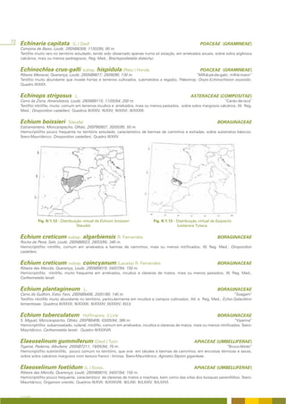 72 Echinaria capitata (L.) Desf                                                                              POACEAE (GRAMINEAE)
   Campina de Baixo, Loulé; 29SNB8309; 11/03/95; 60 m.
   Terófito muito raro no território estudado, tendo sido observado apenas numa só estação, em arrelvados anuais, sobre solos argilosos
   calcários, mais ou menos pedregosos; Reg. Med.; Brachypodietalia distachyi.


   Echinochloa crus-galli subsp. hispidula (Retz.) Honda                                                     POACEAE (GRAMINEAE)
   Ribeira Menaval, Querença, Loulé; 29SNB8817; 29/08/96; 130 m.                                     “Milhã-pé-de-galo; milhã-maior”
   Terófito muito abundante que invade hortas e terrenos cultivados, submetidos a regadio; Paleotrop; Oryzo-Echinochloion oryzoidis;
   Quadro III/XXX.


   Echinops strigosus              L.                                                                  ASTERACEAE (COMPOSITAE)
   Cerro da Zorra, Amendoeira, Loulé; 29SNB9115; 11/05/94; 200 m.                                                     “Cardo-de-isca”
   Terófito nitrófilo, muito comum em terrenos incultos e arrelvados, mais ou menos pastados, sobre solos margosos calcários; W. Reg.
   Med.; Onopordion castellani; Quadros III/XXIV; III/XXV; III/XXVI; III/XXXIII.


   Echium boissieri            Steudel                                                                                  BORAGINACEAE
   Estiramantens, Moncarapacho, Olhão; 29SPB0907; 30/05/95; 50 m.
   Hemicriptófito pouco frequente no território estudado, característico de bermas de caminhos e estradas, sobre substratos básicos;
   Íbero-Mauritânico; Onopordion castellani; Quadro III/XXV.




             Fig. II/1.12 - Distribuição virtual de Echium boissieri             Fig. II/1.13 - Distribuição virtual de Epipactis
                                      Steudel.                                                  lusitanica Tyteca.


   Echium creticum subsp. algarbiensis R. Fernandes                                                                     BORAGINACEAE
   Rocha de Pena, Salir, Loulé; 29SNB8023; 28/03/95; 340 m.
   Hemicriptófito nitrófilo, comum em arrelvados e bermas de caminhos, mais ou menos nitrificados; W. Reg. Med.; Onopordion
   castellani.


   Echium creticum subsp. coincyanum (Lacaita) R. Fernandes                                                             BORAGINACEAE
   Ribeira das Mercês, Querença, Loulé; 29SNB9016; 04/07/94; 150 m.
   Hemicriptófito nitrófilo, muito frequente em arrelvados, incultos e clareiras de matos, mais ou menos pastados; W. Reg. Med.,
   Carthametalia lanati.


   Echium plantagineum L.                                                                                               BORAGINACEAE
   Cerro do Guilhim, Estoi, Faro; 29SNB9406; 20/01/90; 140 m.                                                                 “Soagem”
   Terófito nitrófilo muito abundante no território, particularmente em incultos e campos cultivados; Atl. e Reg. Med.; Echio-Galactition
   tomentosae; Quadros III/XXVII; III/XXXIII; III/XXXIV; III/XXXV; III/LV.


   Echium tuberculatum                  Hoffmanns. & Link                                                               BORAGINACEAE
   S. Miguel, Moncarapacho, Olhão; 29SPB0406; 03/05/94; 380 m.                                                                   “Viperina”
   Hemicriptófito subarrosetado, ruderal, nitrófilo, comum em arrelvados, incultos e clareiras de matos, mais ou menos nitrificados; Íbero-
   Mauritânico; Carthametalia lanati; Quadro III/XXXVIII.


   Elaeoselinum gummiferum (Desf.) Tutin                                                                  APIACEAE (UMBELLIFERAE)
   Tigarral, Paderne, Albufeira; 29SNB7211; 19/05/94; 70 m.                                                         “Bruco-fétido”
   Hemicriptófito subnitrófilo, pouco comum no território, que vive em taludes e bermas de caminhos, em encostas térmicas e secas,
   sobre solos calcários margosos com textura franco - limosa; Íbero-Mauritânico; Agrostio-Stipion giganteae.


   Elaeoselinum foetidum (L.) Boiss.                                                                      APIACEAE (UMBELLIFERAE)
   Ribeira das Mercês, Querença, Loulé; 29SNB9016; 04/07/94; 150 m.
   Hemicriptófito pouco frequente, característico de clareiras de matos e machiais, bem como das orlas dos bosques perenifólios; Íbero-
   Mauritânico; Origanion virentis; Quadros III/XVII; III/XXXVIII; III/LXIII; III/LXXIV; III/LXXVI.


   A FLORA
 