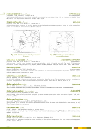78 Fumaria sepium Boiss. & Reuter                                                                                                       PAPAVERACEAE
   Amendoeira, Loulé; 29SNB9214; 03/04/95; 280 m.                                                        “Fumaria-das-sebes”
   Terófito escionitrófilo, comum no território, sobretudo em sebes e bermas de caminhos, mais ou menos ensombrados; Íbero-
   Mauritânica; (Gad.-Alg.); Geranio-Anthriscion; Quadros III/XLI; III/XLIII.

   Gagea lusitanica A. Terracc.                                                                                                                 LILIACEAE
   Rocha dos Soidos, Alte, Loulé; 29SNB7523; 21/02/95; 465 m.
   Geófito bolboso pouco frequente no território que vive em arrelvados submetidos a pisoteio e em fendas de rochas calcárias dos
   pontos de maior altitude; Íbero-Mauritânico; Poetalia bulbosae.




             Fig. II/1.16 - Distribuição virtual de Gagea lusitanica                            Fig. II/1.17 - Distribuição virtual de Galium
                                    A. Terracc.                                                            concatenatum Cosson.


   Galactites tomentosa A. Terracc.                                                                                  ASTERACEAE (COMPOSITAE)
   Rocha dos Soidos, Alte, Loulé; 29SNB7523; 21/02/95; 400 m.                                                                         “Cardos-prateados”
   Terófito ruderal e nitrófilo muito abundante em campos cultivados e locais nitrificados; Latemed., Reg. Med.; Echio-Galactition
   tomentosae; Quadros III/XXIV; III/XXV; III/XXVI; III/XXVII; III/XXXIII; III/XXXV; III/XXXVII; III/XXXVIII; III/XXXIX; III/XLI; III/XLII; III/XLVI; III/LIII.

   Galium aparine L.                                                                                                                          RUBIACEAE
   Cavaco, Pêro Gil, Tavira; 29SPB1911; 22/05/96; 50 m.                                                                 “Amor-de-hortelão”
   Terófito ruderal e arvense, escionitrófilo, muito frequente no território, em campos cultivados e bermas de caminhos com solos frescos;
   Cosmop.; Galio-Urticetea; Quadros III/XL; III/XLI.


   Galium concatenatum Cosson                                                                                                                 RUBIACEAE
   Cerro da Bemposta, Estoi, Faro; 29SNB9809; 22/05/94; 140 m.
   Hemicriptófito calcícola, muito comum no território, característico das orlas de tomilhais e matos que revestem solos calcários
   margosos; Íbero-Mauritânico (Bet.); Brachypodietalia phoenicoidis; Quadros III/XLIV; III/XLVII; III/XLVIII; III/LVI; III/LXII.


   Galium decipiens Jordan                                                                                                                    RUBIACEAE
   Cerro da Chã, S. Bartolomeu de Messines, Silves; 29SNB9693; 24/06/96
   Terófito ruderal, frequente no território, particularmente em campos cultivados e incultos; Reg. Med.; Stellarietea mediae.


   Galium divaricatum. Pourret ex Lam.                                                                                                    RUBIACEAE
   Rocha da Pena, Salir, Loulé; 29SNB8023; 01/06/94; 460 m.
   Terófito ruderal, muito comum no território, sobretudo em sítios secos e descampados, sobre solos soltos; Subatl. e Reg. Med.;
   Tuberarion guttatae.


   Galium minutulum Jordan                                                                                                                    RUBIACEAE
   Azinheiro, S. Miguel, Moncarapacho, Olhão; 29SPB0207; 02/05/94; 280 m.
   Terófito ruderal, pouco frequente, característico de orlas herbáceas e fendas de rochas com ambiente fresco dos zimbrais; W. Reg.
   Med.; Parietarion lusitanico-mauritanicae.


   Galium murale (L.) All                                                                                                                     RUBIACEAE
   Rocha, S. Romão, S. Brás de Alportel; 29SNB9313; 16/03/93; 360 m.
   Terófito ruderal e arvense muito frequente no território em campos cultivados e incultos; Reg. Med.; Geranio-Anthriscion caucalidis;
   Quadros III/XLI; III/XLV.


   Galium parisiense L                                                                                                                        RUBIACEAE
   Pico Alto Segundo, S. Bartolomeu de Messines, Silves; 29SNB7023; 24/06/96; 300 m.
   Terófito comum em arrelvados e clareiras de matos, sobretudo em sítios secos e descampados; Reg. Med.; Helianthemetea guttatae;
   Quadros III/XXXVI; III/XLVI.



   A FLORA
 
