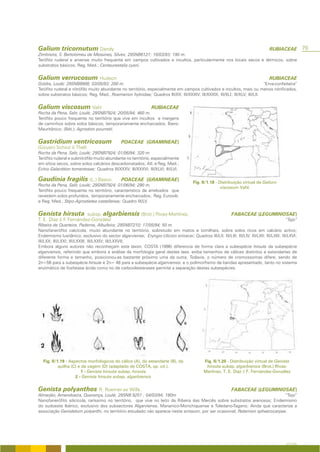 Galium tricornutum Dandy                                                                                                           RUBIACEAE          79
Zimbreira, S. Bartolomeu de Messines, Silves; 29SNB6121; 16/03/93; 190 m.
Terófito ruderal e arvense muito frequente em campos cultivados e incultos, particularmente nos locais secos e térmicos, sobre
substratos básicos; Reg. Med.; Centaureetalia cyani.


Galium verrucosum Hudson                                                                                                           RUBIACEAE
Goldra, Loulé; 29SNB8908; 03/05/93; 200 m.                                                                                “Erva-confeiteira”
Terófito ruderal e nitrófilo muito abundante no território, especialmente em campos cultivados e incultos, mais ou menos nitrificados,
sobre substratos básicos; Reg. Med., Roemerion hybridae; Quadros III/XX; III/XXXIV; III/XXXIX; III/XLI; III/XLV; III/LII.


Galium viscosum Vahl                                            RUBIACEAE
Rocha da Pena, Salir, Loulé; 29SNB7924; 20/05/94; 460 m.
Terófito pouco frequente no território que vive em incultos e margens
de caminhos sobre solos básicos, temporariamente encharcados; Íbero-
Mauritânico; (Bét.); Agrostion pourretii.


Gastridium ventricosum                         POACEAE (GRAMINEAE)
(Gouan) Schinz & Thell.
Rocha da Pena, Salir, Loulé; 29SNB7924; 01/06/94; 320 m.
Terófito ruderal e subnitrófilo muito abundante no território, especialmente
em sítios secos, sobre solos calcários descarbonatados; Atl. e Reg. Med.;
Echio-Galactition tomentosae; Quadros III/XXXV; III/XXXVI; III/XLVI; III/LVI.

Gaudinia fragilis (L.) Beauv.                  POACEAE (GRAMINEAE)
                                                                                       Fig. II/1.18 - Distribuição virtual de Galium
Rocha da Pena, Salir, Loulé; 29SNB7924; 01/06/94; 290 m.
                                                                                                       viscosum Vahl.
Terófito pouco frequente no território, característico de arrelvados que
revestem solos profundos, temporariamente encharcados; Reg. Eurosib.
e Reg. Med.; Stipo-Agrostietea castellanae; Quadro III/LV.


Genista hirsuta         subsp. algarbiensis (Brot.) Rivas-Martínez,                                          FABACEAE (LEGUMINOSAE)
T. E. Díaz & F. Fernández-González                                                                                                           “Tojo”
Ribeira de Quarteira, Paderne, Albufeira; 29SNB7210; 17/05/94; 50 m.
Nanofanerófito calcícola, muito abundante no território, sobretudo em matos e tomilhais, sobre solos ricos em calcário activo;
Endemismo lusitânico, exclusivo do sector algarviense; Eryngio-Ulicion erinacei; Quadros III/LII; III/LIII; III/LIV; III/LXII; III/LXIII; III/LXVI;
III/LXX; III/LXXI; III/LXXIII; III/LXXIV; III/LXXVII;
Embora alguns autores não reconheçam este taxon, COSTA (1996) diferencia de forma clara a subespécie hirsuta da subespécie
algarviensis, referindo que embora a análise da morfologia geral destes taxa, exiba tamanhos de cálices distintos e estandartes de
diferente forma e tamanho, posicionou-as bastante próximo uma da outra; Todavia, o número de cromossomas difere, sendo de
2n=56 para a subespécie hirsuta e 2n= 48 para a subespécie algarviensis, e o polimorfismo de bandas apresentado, tanto no sistema
enzimático de fosfatase ácida como no de carboxilesterases permite a separação destas subespécies.




  Fig. II/1.19 - Aspectos morfológicos do cálice (A), do estandarte (B), da                   Fig. II/1.20 - Distribuição virtual de Genista
           quilha (C) e da vagem (D) (adaptado de COSTA, op. cit.).                            hirsuta subsp. algarbiensis (Brot.) Rivas-
                       1 - Genista hirsuta subsp. hirsuta                                     Martínez, T. E. Díaz & F. Fernández-González
                    2 - Genista hirsuta subsp. algarbiensis


Genista polyanthos R. Roemer ex Willk.                                                                       FABACEAE (LEGUMINOSAE)
Almarjão, Amendoeira, Querença, Loulé; 29SNB 9251 ; 04/03/94; 180m                                                           “Tojo”
Nanofanerófito silicícola, raríssimo no território, que vive no leito da Ribeira das Mercês sobre substratos arenosos; Endemismo
do sudoeste Ibérico, exclusivo dos subsectores Algarviense, Marianico-Monchiquense e Toledano-Tagano; Ainda que caracterize a
associação Genistetum polyanthi, no território estudado não aparece neste sintaxon, por ser ocasional; Retamion sphaerocarpae.




                                                                                                                                            A FLORA
 