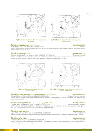 95




         Fig. II/1.27 - Distribuição virtual de Narcissus calcicola          Fig. II/1.28 - Distribuição virtual de Narcissus gaditanus
                                 Mendonça.                                                         Boiss. & Reuter.


Narcissus gaditanus                Boiss. & Reuter                                                                    AMARYLLIDACEAE
Rocha da Pena, Salir, Loulé; 29SNB7923; 27/02/93; 470 m.                                                                   “Narciso”
Geófito muito frequente, no território, particularmente em fendas de rochas calcários; Gad.-Alg.arv.; Asplenion petrarchae; Quadros
III/XVII; III/XVIII; III/LXXV; III/LXXVII.


Narcissus obesus Salisb.                                                                                              AMARYLLIDACEAE
Cordeiros de Messines, S. B. de Messines, Silves; 29SNB6723; 10/01/95; 240 m.                            “Campainhas-amarelas”
Geófito muito frequente em arrelvados, sobre solos calcários esqueléticos, submetidos a pastoreio, mais ou menos intenso, e em
fissuras de rochas calcárias. Endémico de Portugal; Asplenion petrarchae; Quadro III/XVIII; III/LXXIV.




             Fig. II/1.29 - Distribuição virtual de Narcissus                Fig. II/1.30 - Distribuição virtual de Narcissus willkommii
                              obesus Salisb.                                                    (Samp.) A. Fernandes.


Narcissus papyraceus subsp. panizzianus                               (Parl.) Arcangeli                               AMARYLLIDACEAE
Ribeira de Quarteira, Paderne, Albufeira; 29SNB7210; 03/03/95; 20 m.                                “Narciso-de-inverno; mijaburro”
Geófito calcícola, ruderal, subnitrófilo, muito abundante em arrelvados que marginam os cursos de água, sobre solos argilosos; Reg.
Med.; Holoschoenetalia.


Narcissus papyraceus Ker-Gawler subsp. papyraceus                                                                     AMARYLLIDACEAE
Cerro da Cabeça, Moncarapacho, Olhão; 29SPB0807; 02/01/95; 200 m.                                           “Narciso-de-inverno; mijaburro”
Geófito calcícola, ruderal, subnitrófilo, muito abundante no território, em terrenos cultivados e clareiras de matos, sobre solos argilosos.
Reg. Med.; Brachypodietalia phoenicoidis; Quadro III/XLVII; III/LXVIII; III/LXXII.


Narcissus serotinus L.                                                                                                AMARYLLIDACEAE
Lagoa da Nave, Nave do Barão, Salir, Loulé; 29SNB8419; 12/10/94;150 m.                                        “Narciso-da-tarde”
Geófito muito abundante em arrelvados submetidos a pastoreio, mais ou menos intenso.; Reg. Med.; Poetalia bulbosae (Outonal).


Narcissus tazetta L.                                                                                                  AMARYLLIDACEAE
Fonte Filipe, Amendoeira, Loulé; 29SNB9215; 10/05/93; 120 m.                                                   “Narciso-de-jardim”
Geófito introduzido, originário do Mediterrâneo oriental e Transcaucásia, cultivado como ornamental, vive como subespontâneo em
valas de drenagem, próximo de habitações.



                                                                                                                                           A FLORA
 