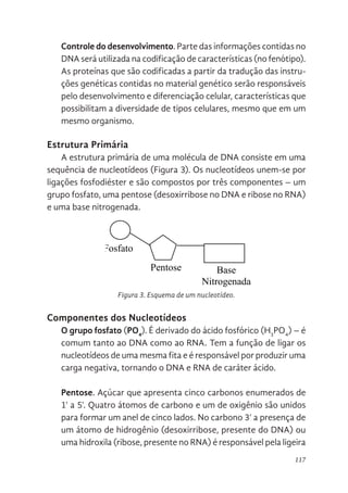 117
Controle do desenvolvimento. Parte das informações contidas no
DNA será utilizada na codificação de características (no fenótipo).
As proteínas que são codificadas a partir da tradução das instru-
ções genéticas contidas no material genético serão responsáveis
pelo desenvolvimento e diferenciação celular, características que
possibilitam a diversidade de tipos celulares, mesmo que em um
mesmo organismo.
Estrutura Primária
A estrutura primária de uma molécula de DNA consiste em uma
sequência de nucleotídeos (Figura 3). Os nucleotídeos unem-se por
ligações fosfodiéster e são compostos por três componentes – um
grupo fosfato, uma pentose (desoxirribose no DNA e ribose no RNA)
e uma base nitrogenada.
Componentes dos Nucleotídeos
O grupo fosfato (PO4
). É derivado do ácido fosfórico (H3
PO4
) – é
comum tanto ao DNA como ao RNA. Tem a função de ligar os
nucleotídeos de uma mesma fita e é responsável por produzir uma
carga negativa, tornando o DNA e RNA de caráter ácido.
Pentose. Açúcar que apresenta cinco carbonos enumerados de
1’ a 5’. Quatro átomos de carbono e um de oxigênio são unidos
para formar um anel de cinco lados. No carbono 3’ a presença de
um átomo de hidrogênio (desoxirribose, presente do DNA) ou
uma hidroxila (ribose, presente no RNA) é responsável pela ligeira
11
utilizada na codificação de características (no fenótipo). As proteínas que sã
codificadas a partir da tradução das instruções genéticas contidas no materia
genético serão responsáveis pelo desenvolvimento e diferenciação celula
características que possibilitam a diversidade de tipos celulares, mesmo qu
em um mesmo organismo.
Estrutura Primária
A estrutura primária de uma molécula de DNA consiste em um
sequência de nucleotídeos (Figura 3). Os nucleotídeos unem-se por ligaçõe
fosfodiéster e são compostos por três componentes – um grupo fosfato, um
pentose (desoxirribose no DNA e ribose no RNA) e uma base nitrogenada.
Fosfato
Pentose Base
Nitrogenada
Figura 3. Esquema de um nucleotídeo.
Figura 3. Esquema de um nucleotídeo.
 