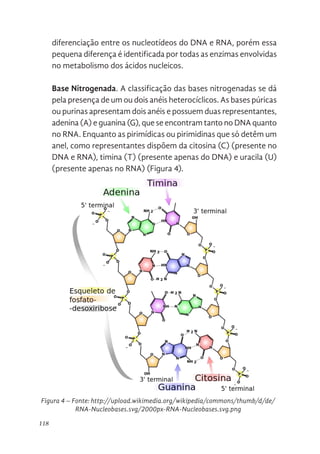 118
diferenciação entre os nucleotídeos do DNA e RNA, porém essa
pequena diferença é identificada por todas as enzimas envolvidas
no metabolismo dos ácidos nucleicos.
Base Nitrogenada. A classificação das bases nitrogenadas se dá
pela presença de um ou dois anéis heterocíclicos. As bases púricas
ou purinas apresentam dois anéis e possuem duas representantes,
adenina (A) e guanina (G), que se encontram tanto no DNA quanto
no RNA. Enquanto as pirimídicas ou pirimidinas que só detêm um
anel, como representantes dispõem da citosina (C) (presente no
DNA e RNA), timina (T) (presente apenas do DNA) e uracila (U)
(presente apenas no RNA) (Figura 4).
DNA é uma hélice
Figura 4. Fonte: http://upload.wikimedia.org/wikipedia/commons/thumb/d/de/RNA-Nucleobases.svg/2000px-RNA-
Nucleobases.svg.png
Figura 4 – Fonte: http://upload.wikimedia.org/wikipedia/commons/thumb/d/de/
RNA-Nucleobases.svg/2000px-RNA-Nucleobases.svg.png
 