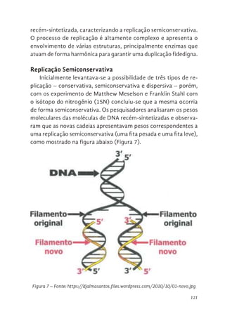 121
recém-sintetizada, caracterizando a replicação semiconservativa.
O processo de replicação é altamente complexo e apresenta o
envolvimento de várias estruturas, principalmente enzimas que
atuam de forma harmônica para garantir uma duplicação fidedigna.
Replicação Semiconservativa
Inicialmente levantava-se a possibilidade de três tipos de re-
plicação – conservativa, semiconservativa e dispersiva – porém,
com os experimento de Matthew Meselson e Franklin Stahl com
o isótopo do nitrogênio (15N) concluiu-se que a mesma ocorria
de forma semiconservativa. Os pesquisadores analisaram os pesos
moleculares das moléculas de DNA recém-sintetizadas e observa-
ram que as novas cadeias apresentavam pesos correspondentes a
uma replicação semiconservativa (uma fita pesada e uma fita leve),
como mostrado na figura abaixo (Figura 7).
rocessos da Replicação
Figura 7. Fonte: https://djalmasantos.files.wordpress.com/2010/10/01-novo.jpg
Figura 7 – Fonte: https://djalmasantos.files.wordpress.com/2010/10/01-novo.jpg
 