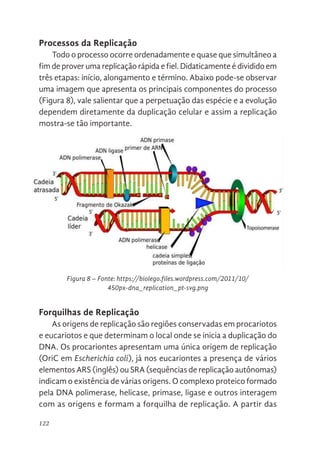 122
Processos da Replicação
Todo o processo ocorre ordenadamente e quase que simultâneo a
fim de prover uma replicação rápida e fiel. Didaticamente é dividido em
três etapas: início, alongamento e término. Abaixo pode-se observar
uma imagem que apresenta os principais componentes do processo
(Figura 8), vale salientar que a perpetuação das espécie e a evolução
dependem diretamente da duplicação celular e assim a replicação
mostra-se tão importante.
Forquilhas de Replicação
As origens de replicação são regiões conservadas em procariotos
e eucariotos e que determinam o local onde se inicia a duplicação do
DNA. Os procariontes apresentam uma única origem de replicação
(OriC em Escherichia coli), já nos eucariontes a presença de vários
elementos ARS (inglês) ou SRA (sequências de replicação autônomas)
indicam o existência de várias origens. O complexo proteico formado
pela DNA polimerase, helicase, primase, ligase e outros interagem
com as origens e formam a forquilha de replicação. A partir das
118
Processos da Replicação
Todo o processo ocorre ordenadamente e quase que simultâneo a fim
de prover uma replicação rápida e fiel. Didaticamente é dividido em três etapas:
início, alongamento e término. Abaixo pode-se observar uma imagem que
apresenta os principais componentes do processo (Figura 8), vale salientar que
a perpetuação das espécie e a evolução dependem diretamente da duplicação
celular e assim a replicação mostra-se tão importante.
Figura 7. Fonte: https://djalmasantos.files.wordpress.com/2010/10/01-novo.jpg
Figura 8. Fonte: https://biolego.files.wordpress.com/2011/10/450px-dna_replication_pt-svg.png
Figura 8 – Fonte: https://biolego.files.wordpress.com/2011/10/
450px-dna_replication_pt-svg.png
 