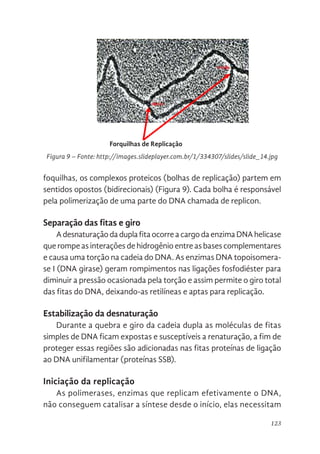 123
foquilhas, os complexos proteicos (bolhas de replicação) partem em
sentidos opostos (bidirecionais) (Figura 9). Cada bolha é responsável
pela polimerização de uma parte do DNA chamada de replicon.
Separação das fitas e giro
AdesnaturaçãodaduplafitaocorreacargodaenzimaDNAhelicase
que rompe as interações de hidrogênio entre as bases complementares
e causa uma torção na cadeia do DNA. As enzimas DNA topoisomera-
se I (DNA girase) geram rompimentos nas ligações fosfodiéster para
diminuir a pressão ocasionada pela torção e assim permite o giro total
das fitas do DNA, deixando-as retilíneas e aptas para replicação.
Estabilização da desnaturação
Durante a quebra e giro da cadeia dupla as moléculas de fitas
simples de DNA ficam expostas e susceptíveis a renaturação, a fim de
proteger essas regiões são adicionadas nas fitas proteínas de ligação
ao DNA unifilamentar (proteínas SSB).
Iniciação da replicação
As polimerases, enzimas que replicam efetivamente o DNA,
não conseguem catalisar a síntese desde o início, elas necessitam
1
das foquilhas, os complexos proteicos (bolhas de replicação) partem e
sentidos opostos (bidirecionais) (Figura 9). Cada bolha é responsável pe
polimerização de uma parte do DNA chamada de replicon.
Separação das fitas e giro
A desnaturação da dupla fita ocorre a cargo da enzima DNA helica
que rompe as interações de hidrogênio entre as bases complementares
causa uma torção na cadeia do DNA. As enzimas DNA topoisomerase I (DN
girase) geram rompimentos nas ligações fosfodiéster para diminuir a press
ocasionada pela torção e assim permite o giro total das fitas do DNA, deixand
as retilíneas e aptas para replicação.
Forquilhas de replicação
Figura 9. Fonte: http://images.slideplayer.com.br/1/334307/slides
/slide_14.jpg
Forquilhas de Replicação
Figura 9 – Fonte: http://images.slideplayer.com.br/1/334307/slides/slide_14.jpg
 
