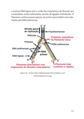 125
a enzima DNA ligase fará a união dos fragmentos de Okazaki aos
nucleotídeos recém-adicionados através de ligações fosfodiéster. O
filamento contínuo possui apenas um primer que também será subs-
tituído pela DNA polimerase.
121
fragmentos de Okazaki. Cada pedaço é formando a partir de um iniciador
(primer) e são alongados no sentido funcional 5’→3 (Figura 10).
Posteriormente os primers que estão interrompendo os fragmentos de
Okazaki na fita descontínua serão removidos e substituídos por nucleotídeos
de DNA. Para a finalização da fita polimerização, a enzima DNA ligase fará a
união dos fragmentos de Okazaki aos nucleotídeos recém-adicionados através
de ligações fosfodiéster. O filamento contínuo possui apenas um primer que
também será substituído pela DNA polimerase.
Figura 10. Fonte: https://djalmasantos.files.wordpress.com/2010/10/08-ocorri.jpg
Figura 10 – Fonte: https://djalmasantos.files.wordpress.com
/2010/10/08-ocorri.jpg
 