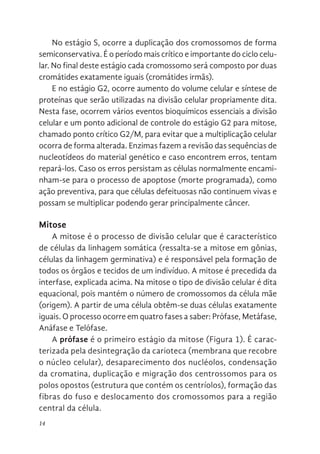 14
No estágio S, ocorre a duplicação dos cromossomos de forma
semiconservativa. É o período mais crítico e importante do ciclo celu-
lar. No final deste estágio cada cromossomo será composto por duas
cromátides exatamente iguais (cromátides irmãs).
E no estágio G2, ocorre aumento do volume celular e síntese de
proteínas que serão utilizadas na divisão celular propriamente dita.
Nesta fase, ocorrem vários eventos bioquímicos essenciais a divisão
celular e um ponto adicional de controle do estágio G2 para mitose,
chamado ponto crítico G2/M, para evitar que a multiplicação celular
ocorra de forma alterada. Enzimas fazem a revisão das sequências de
nucleotídeos do material genético e caso encontrem erros, tentam
repará-los. Caso os erros persistam as células normalmente encami-
nham-se para o processo de apoptose (morte programada), como
ação preventiva, para que células defeituosas não continuem vivas e
possam se multiplicar podendo gerar principalmente câncer.
Mitose
A mitose é o processo de divisão celular que é característico
de células da linhagem somática (ressalta-se a mitose em gônias,
células da linhagem germinativa) e é responsável pela formação de
todos os órgãos e tecidos de um indivíduo. A mitose é precedida da
interfase, explicada acima. Na mitose o tipo de divisão celular é dita
equacional, pois mantém o número de cromossomos da célula mãe
(origem). A partir de uma célula obtêm-se duas células exatamente
iguais. O processo ocorre em quatro fases a saber: Prófase, Metáfase,
Anáfase e Telófase.
A prófase é o primeiro estágio da mitose (Figura 1). É carac-
terizada pela desintegração da carioteca (membrana que recobre
o núcleo celular), desaparecimento dos nucléolos, condensação
da cromatina, duplicação e migração dos centrossomos para os
polos opostos (estrutura que contém os centríolos), formação das
fibras do fuso e deslocamento dos cromossomos para a região
central da célula.
 