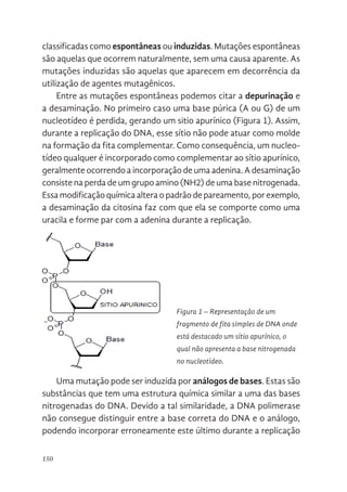 150
classificadas como espontâneas ou induzidas. Mutações espontâneas
são aquelas que ocorrem naturalmente, sem uma causa aparente. As
mutações induzidas são aquelas que aparecem em decorrência da
utilização de agentes mutagênicos.
Entre as mutações espontâneas podemos citar a depurinação e
a desaminação. No primeiro caso uma base púrica (A ou G) de um
nucleotídeo é perdida, gerando um sitio apurínico (Figura 1). Assim,
durante a replicação do DNA, esse sítio não pode atuar como molde
na formação da fita complementar. Como consequência, um nucleo-
tídeo qualquer é incorporado como complementar ao sítio apurínico,
geralmente ocorrendo a incorporação de uma adenina. A desaminação
consiste na perda de um grupo amino (NH2) de uma base nitrogenada.
Essa modificação química altera o padrão de pareamento, por exemplo,
a desaminação da citosina faz com que ela se comporte como uma
uracila e forme par com a adenina durante a replicação.
Uma mutação pode ser induzida por análogos de bases. Estas são
substâncias que tem uma estrutura química similar a uma das bases
nitrogenadas do DNA. Devido a tal similaridade, a DNA polimerase
não consegue distinguir entre a base correta do DNA e o análogo,
podendo incorporar erroneamente este último durante a replicação
aquelas que ocorrem naturalmente, sem uma causa aparente. As mutaçõ
induzidas são aquelas que aparecem em decorrência da utilização de agen
mutagênicos.
Entre as mutações espontâneas podemos citar a depurinação e
desaminação. No primeiro caso uma base púrica (A ou G) de um nucleotíd
é perdida, gerando um sitio apurínico (Figura 1). Assim, durante a replicação
DNA, esse sítio não pode atuar como molde na formação da fita complement
Como consequência, um nucleotídeo qualquer é incorporado co
complementar ao sítio apurínico, geralmente ocorrendo a incorporação de u
adenina. A desaminação consiste na perda de um grupo amino (NH2) de u
base nitrogenada. Essa modificação química altera o padrão de pareamen
por exemplo, a desaminação da citosina faz com que ela se comporte co
uma uracila e forme par com a adenina durante a replicação.
Uma mutação pode ser induzida por análogos de bases. Estas s
substâncias que tem uma estrutura química similar a uma das bas
nitrogenadas do DNA. Devido a tal similaridade, a DNA polimerase n
consegue distinguir entre a base correta do DNA e o análogo, poden
incorporar erroneamente este último durante a replicação do DNA. Um exem
de análogo de bases é o 5-bromouracil (5BU), um análogo da timina, que po
Figura 1. Representação de um
fragmento de fita simples de DNA
onde está destacado um sítio
apurínico, o qual não apresenta a bas
nitrogenada no nucleotídeo.
Figura 1 – Representação de um
fragmento de fita simples de DNA onde
está destacado um sítio apurínico, o
qual não apresenta a base nitrogenada
no nucleotídeo.
 