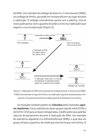 151
do DNA. Um exemplo de análogo de bases é o 5-bromouracil (5BU),
um análogo da timina, que pode ser incorporado em seu lugar durante
a replicação. O análogo normalmente pareia com a adenina, mas às
vezes pode parear com a guanina levando a erros nas replicações que
seguem a sua incorporação (Figura 2).
Figura 2 – Replicação do DNA com a presença do análogo de bases 5-bromouracil (5BU).
O 5BU é incorporado no lugar da timina e nas replicações seguintes ele pode parear com
guanina. Esta guanina pareará na rodada seguinte de replicação com citosina.
As mutações também podem ser induzidas pelos chamados agen-
tes alquilantes. Estas substâncias doam grupos alquila metil (CH3) e
etil (CH3-CH2) para as bases nitrogenadas, modificando seus padrões
naturais de pareamento durante a replicação do DNA. Um exemplo
de substância alquilante é o etilmetilsulfonato (EMS), o qual doa um
grupo etil para a guanina, de modo que esta forma par com timina. O
ser incorporado em seu lugar durante a replicação. O análogo normalmente
pareia com a adenina, mas às vezes pode parear com a guanina levando a
erros nas replicações que seguem a sua incorporação (Figura 2).
Figura 2. Replicação do DNA com a presença do análogo de bases 5-
bromouracil (5BU). O 5BU é incorporado no lugar da timina e nas replicações
seguintes ele pode parear com guanina. Esta guanina pareará na rodada
seguinte de replicação com citosina.
As mutações também podem ser induzidas pelos chamados agentes
alquilantes. Estas substâncias doam grupos alquila metil (CH3) e etil (CH3-
CH2) para as bases nitrogenadas, modificando seus padrões naturais de
pareamento durante a replicação do DNA. Um exemplo de substância
alquilante é o etilmetilsulfonato (EMS), o qual doa um grupo etil para a guanina,
de modo que esta forma par com timina. O EMS também adiciona um
grupamento etil na timina, provocando o seu pareamento com a guanina.
A desaminação pode ocorrer de forma espontânea, como dito
 