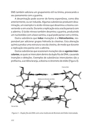 152
EMS também adiciona um grupamento etil na timina, provocando o
seu pareamento com a guanina.
A desaminação pode ocorrer de forma espontânea, como dito
anteriormente, ou ser induzida. Algumas substâncias produzem desa-
minação, um exemplo é o ácido nitroso que desamina a citosina con-
vertendo-a em uracila. Durante a replicação esta uracila pareará com
a adenina. O ácido nitroso também desamina a guanina, produzindo
um nucleotídeo com a base xantina, o qual pode parear com a timina.
Outra substância que induz mutações é a Hidroxilamina, res-
ponsável por adicionar grupos hidroxila às citosinas. Esta alteração
química produz uma estrutura rara da citosina, de modo que durante
a replicação esta pareia com a adenina.
Outras substâncias que ocasionam mutações são os agentes inter-
calantes, os quais se intercalam dentro da dupla fita de DNA, causando
inserções e deleções. Exemplos de substâncias intercalantes são a
proflavina, a acridina laranja, a dioxina e o brometo de etídio (Figura 3).
Figura 3 – Dupla fita de DNA com uma molécula de Brometo de Etídio intercalada.
uracila. Durante a replicação esta uracila pareará com a adenina. O ácido
nitroso também desamina a guanina, produzindo um nucleotídeo com a base
xantina, o qual pode parear com a timina.
Outra substância que induz mutações é a Hidroxilamina, responsável
por adicionar grupos hidroxila às citosinas. Esta alteração química produz uma
estrutura rara da citosina, de modo que durante a replicação esta pareia com a
adenina.
Outras substâncias que ocasionam mutações são os agentes
intercalantes, os quais se intercalam dentro da dupla fita de DNA, causando
inserções e deleções. Exemplos de substâncias intercalantes são a proflavina,
a acridina laranja, a dioxina e o brometo de etídio (Figura 3).
Figura 3. Dupla fita de DNA com uma molécula de Brometo de Etídio
intercalada.
As mutações também podem ser geradas por radiações, exemplos são
os raios X, que podem quebrar o DNA em fita simples ou dupla e a luz
 