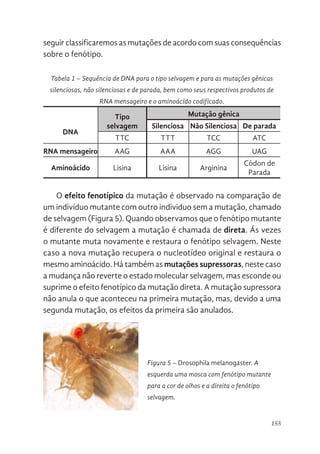 155
seguir classificaremos as mutações de acordo com suas consequências
sobre o fenótipo.
Tabela 1 – Sequência de DNA para o tipo selvagem e para as mutações gênicas
silenciosas, não silenciosas e de parada, bem como seus respectivos produtos de
RNA mensageiro e o aminoácido codificado.
Tipo
selvagem
Mutação gênica
DNA
Silenciosa Não Silenciosa De parada
TTC TTT TCC ATC
RNA mensageiro AAG AAA AGG UAG
Aminoácido Lisina Lisina Arginina
Códon de
Parada
O efeito fenotípico da mutação é observado na comparação de
um indivíduo mutante com outro individuo sem a mutação, chamado
de selvagem (Figura 5). Quando observamos que o fenótipo mutante
é diferente do selvagem a mutação é chamada de direta. Ás vezes
o mutante muta novamente e restaura o fenótipo selvagem. Neste
caso a nova mutação recupera o nucleotídeo original e restaura o
mesmo aminoácido. Há também as mutações supressoras, neste caso
a mudança não reverte o estado molecular selvagem, mas esconde ou
suprime o efeito fenotípico da mutação direta. A mutação supressora
não anula o que aconteceu na primeira mutação, mas, devido a uma
segunda mutação, os efeitos da primeira são anulados.
Figura 5. Drosophila melanogaster. A esquerda uma mosca com fenótipo
mutante para a cor de olhos e a direita o fenótipo selvagem.
MECANISMOS DE REPARO
Figura 5 – Drosophila melanogaster. A
esquerda uma mosca com fenótipo mutante
para a cor de olhos e a direita o fenótipo
selvagem.
 