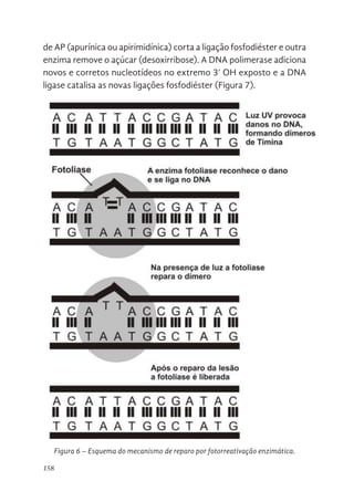 158
de AP (apurínica ou apirimidínica) corta a ligação fosfodiéster e outra
enzima remove o açúcar (desoxirribose). A DNA polimerase adiciona
novos e corretos nucleotídeos no extremo 3’ OH exposto e a DNA
ligase catalisa as novas ligações fosfodiéster (Figura 7).
DNA polimerase adiciona novos e corretos nucleotídeos no extremo 3’ OH
exposto e a DNA ligase catalisa as novas ligações fosfodiéster (Figura 7).
Figura 6. Esquema do mecanismo de reparo por fotorreativação enzimática.
Figura 6 – Esquema do mecanismo de reparo por fotorreativação enzimática.
 