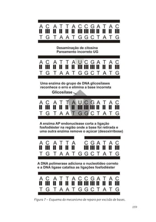 159
Figura 7 – Esquema do mecanismo de reparo por excisão de bases.
Figura 7. Esquema do mecanismo de reparo por excisão de bases.
 