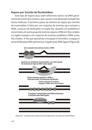 160
Reparo por Excisão de Nucleotídeos
Este tipo de reparo atua sobre diferentes danos no DNA geral-
mente de extensões maiores, que causam uma distorção na dupla fita
desta molécula. O primeiro passo do sistema de reparo por excisão
de nucleotídeo é feito por um conjunto de enzimas que revisam o
DNA a procura de distorções na dupla fita. Quando um problema é
encontrado um outro grupo de enzimas separa o DNA em fitas simples
na região mutada e um conjunto de enzimas estabiliza o DNA como
fita simples. A fita que apresenta a mutação é removida e o espaço é
preenchido pela DNA polimerase e ligado pela DNA ligase (Figura 8).
Figura 8 – Esquema do mecanismo de reparo por excisão de nucleotídeos.
155
REPARO POR EXCISÃO DE NUCLEOTÍDEOS
Este tipo de reparo atua sobre diferentes danos no DNA geralmente de
extensões maiores, que causam uma distorção na dupla fita desta molécula. O
primeiro passo do sistema de reparo por excisão de nucleotídeo é feito por um
conjunto de enzimas que revisam o DNA a procura de distorções na dupla fita.
Quando um problema é encontrado um outro grupo de enzimas separa o DNA
em fitas simples na região mutada e um conjunto de enzimas estabiliza o DNA
como fita simples. A fita que apresenta a mutação é removida e o espaço é
preenchido pela DNA polimerase e ligado pela DNA ligase (Figura 8).
Figura 8. Esquema do mecanismo de reparo por excisão de nucleotídeos.
 