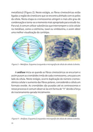16
metafásica) (Figura 2). Neste estágio, as fibras cinetocóricas estão
ligadas a região do cinetócoro que se encontra alinhado com os polos
da célula. Nesta etapa os cromossomos atingem o mais alto grau de
condensação e torna-se o momento mais apropriado para estudá-los.
Para tal, é comum utilizar substâncias que interrompem o ciclo celular
na metáfase, como a colchicina, taxol ou vimblastina, e assim obter
uma melhor visualização do cariótipo.
A anáfase inicia-se quando as fibras cinetocóricas se encurtam e
assim puxam as cromátides irmãs de cada cromossomo, uma para um
lado da célula. Neste estágio, ocorre duplicação do número cromos-
sômico celular e aumento das fibras polares, concedendo a célula um
formato ovoide. As cromátides são puxadas até os centrossomos e
nesse processo é comum observá-las em forma de “V” devido à força
de tracionamento gerada inicialmente.
13
A metáfase corresponde ao estágio em que todos os cromossomos são
alinhados no centro da célula (placa equatorial, mediana ou metafásica) (Figura
2). Neste estágio, as fibras cinetocóricas estão ligadas a região do cinetócoro
que se encontra alinhado com os polos da célula. Nesta etapa os
cromossomos atingem o mais alto grau de condensação e torna-se o momento
mais apropriado para estudá-los. Para tal, é comum utilizar substâncias que
interrompem o ciclo celular na metáfase, como a colchicina, taxol ou
vimblastina, e assim obter uma melhor visualização do cariótipo.
A anáfase inicia-se quando as fibras cinetocóricas se encurtam e assim
puxam as cromátides irmãs de cada cromossomo, uma para um lado da célula.
Neste estágio, ocorre duplicação do número cromossômico celular e aumento
das fibras polares, concedendo a célula um formato ovoide. As cromátides são
puxadas até os centrossomos e nesse processo é comum observá-las em
forma de “V” devido à força de tracionamento gerada inicialmente.
Figura 3. Metáfase. Esquema à esquerda e micrografia de célula de cebola à direita.
13
A metáfase corresponde ao estágio em que todos os cromossomos são
alinhados no centro da célula (placa equatorial, mediana ou metafásica) (Figura
2). Neste estágio, as fibras cinetocóricas estão ligadas a região do cinetócoro
que se encontra alinhado com os polos da célula. Nesta etapa os
cromossomos atingem o mais alto grau de condensação e torna-se o momento
mais apropriado para estudá-los. Para tal, é comum utilizar substâncias que
interrompem o ciclo celular na metáfase, como a colchicina, taxol ou
vimblastina, e assim obter uma melhor visualização do cariótipo.
A anáfase inicia-se quando as fibras cinetocóricas se encurtam e assim
puxam as cromátides irmãs de cada cromossomo, uma para um lado da célula.
Neste estágio, ocorre duplicação do número cromossômico celular e aumento
das fibras polares, concedendo a célula um formato ovoide. As cromátides são
puxadas até os centrossomos e nesse processo é comum observá-las em
forma de “V” devido à força de tracionamento gerada inicialmente.
Figura 3. Metáfase. Esquema à esquerda e micrografia de célula de cebola à direita.
Figura 3 – Metáfase. Esquema à esquerda e micrografia de célula de cebola à direita.
Figura 4. Anáfase. Esquema à esquerda e micrografia de célula de cebola à direita.
Figura 4. Anáfase. Esquema à esquerda e micrografia de célula de cebola à direita.
Figura 4 – Anáfase. Esquema à esquerda e micrografia de célula de cebola à direita.
 