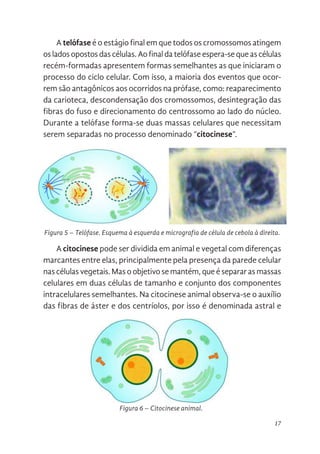 17
A telófase é o estágio final em que todos os cromossomos atingem
os lados opostos das células. Ao final da telófase espera-se que as células
recém-formadas apresentem formas semelhantes as que iniciaram o
processo do ciclo celular. Com isso, a maioria dos eventos que ocor-
rem são antagônicos aos ocorridos na prófase, como: reaparecimento
da carioteca, descondensação dos cromossomos, desintegração das
fibras do fuso e direcionamento do centrossomo ao lado do núcleo.
Durante a telófase forma-se duas massas celulares que necessitam
serem separadas no processo denominado “citocinese”.
A citocinese pode ser dividida em animal e vegetal com diferenças
marcantes entre elas, principalmente pela presença da parede celular
nas células vegetais. Mas o objetivo se mantém, que é separar as massas
celulares em duas células de tamanho e conjunto dos componentes
intracelulares semelhantes. Na citocinese animal observa-se o auxílio
das fibras de áster e dos centríolos, por isso é denominada astral e
14
A telófase é o estágio final em que todos os cromossomos atingem os
lados opostos das células. Ao final da telófase espera-se que as células recém-
formadas apresentem formas semelhantes as que iniciaram o processo do ciclo
celular. Com isso, a maioria dos eventos que ocorrem são antagônicos aos
ocorridos na prófase, como: reaparecimento da carioteca, descondensação dos
cromossomos, desintegração das fibras do fuso e direcionamento do
centrossomo ao lado do núcleo. Durante a telófase forma-se duas massas
celulares que necessitam serem separadas no processo denominado
“citocinese”.
Figura 5. Telófase. Esquema à esquerda e micrografia de célula de cebola à direita.
Figura 5 – Telófase. Esquema à esquerda e micrografia de célula de cebola à direita.
A citocinese pode ser dividida em animal e vegetal com diferenças
arcantes entre elas, principalmente pela presença da parede celular nas
lulas vegetais. Mas o objetivo se mantém, que é separar as massas celulares
m duas células de tamanho e conjunto dos componentes intracelulares
melhantes. Na citocinese animal observa-se o auxílio das fibras de áster e
s centríolos, por isso é denominada astral e cêntrica, respectivamente.
quanto há ausência de ambos nas células vegetais (anastral e acêntrica).
utra diferença está na forma de separação, nas células animais existe um
el contrátil formado de actina e miosina II que as estrangula no sentido extra
ra intracelular (citocinese centrípeta) (Figura 6). Já nas vegetais, os
lgiossomos produzem vesículas ricas em pectinas que se dispõem na placa
ediana das células e formam uma “parede” (fragmoplasto) de dentro para fora
tocinese centrífuga) que divide as duas células geradas.
eiose
Figura 6. Citocinese animal.
Figura 6 – Citocinese animal.
 