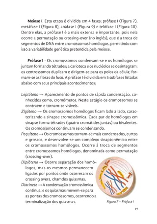 19
Paquíteno => Os cromossomos tornam-se mais condensad
grossos, e desenvolve-se um complexo sinaptonêmico entre os
homólogos. Ocorre à troca de segmentos entre cromossomo
denominada como permutação (crossing-over).
Diplóteno => Ocorre separação dos homólogos, mas os mesmos
ligados por pontos onde ocorreram os crossing overs, chamdos qu
Diacinese => A condensação cromossômica continua, e os quias
se para as pontas dos cromossomos, ocorrendo a termin
quiasmas.
Metáfase I - As tétrades se distribuem no equador da célu
a placa metafásica dupla. A distribuição em pares nesta etapa p
ocorrer o encurtamento das fibras cinetocóricas as mesm
Meiose I. Esta etapa é dividida em 4 fases: prófase I (Figura 7),
metáfase I (Figura 8), anáfase I (Figura 9) e telófase I (Figura 10).
Dentre elas, a prófase I é a mais extensa e importante, pois nela
ocorre a permutação ou crossing-over (no inglês), que é a troca de
segmentos de DNA entre cromossomos homólogos, permitindo com
isso a variabilidade genética pretendida pela meiose.
Prófase I - Os cromossomos condensam-se e os homólogos se
juntam formando tétrades; a carioteca e os nucléolos se desintegram;
os centrossomos duplicam e dirigem-se para os polos da célula; for-
mam-se as fibras do fuso. A prófase I é dividida em 5 subfases listadas
abaixo com seus principais acontecimentos:
Leptóteno → Aparecimento de pontos de rápida condensação, co-
nhecidos como, cromômeros. Neste estágio os cromossomos se
contraem e tornam-se visíveis.
Zigóteno → Os cromossomos homólogos ficam lado a lado, carac-
terizando a sinapse cromossômica. Cada par de homólogos em
sinapse forma tétrades (quatro cromátides juntas) ou bivalentes.
Os cromossomos continuam se condensando.
Paquíteno → Os cromossomos tornam-se mais condensados, curtos
e grossos, e desenvolve-se um complexo sinaptonêmico entre
os cromossomos homólogos. Ocorre à troca de segmentos
entre cromossomos homólogos, denominada como permutação
(crossing-over).
Diplóteno → Ocorre separação dos homó-
logos, mas os mesmos permanecem
ligados por pontos onde ocorreram os
crossing overs, chamdos quiasmas.
Diacinese → A condensação cromossômica
continua, e os quiasmas movem-se para
as pontas dos cromossomos, ocorrendo a
terminalização dos quiasmas. Figura 7 – Prófase I
 