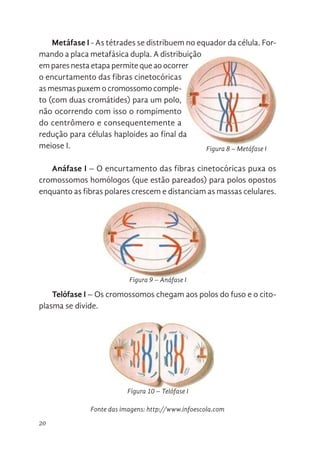 20
Metáfase I - As tétrades se distribuem no equador da célula. For-
mando a placa metafásica dupla. A distribuição
em pares nesta etapa permite que ao ocorrer
o encurtamento das fibras cinetocóricas
as mesmas puxem o cromossomo comple-
to (com duas cromátides) para um polo,
não ocorrendo com isso o rompimento
do centrômero e consequentemente a
redução para células haploides ao final da
meiose I.
Anáfase I – O encurtamento das fibras cinetocóricas puxa os
cromossomos homólogos (que estão pareados) para polos opostos
enquanto as fibras polares crescem e distanciam as massas celulares.
Telófase I – Os cromossomos chegam aos polos do fuso e o cito-
plasma se divide.
Fonte das imagens: http://www.infoescola.com
Anáfase I – O encurtamento das fibras cinetocóricas puxa os
cromossomos homólogos (que estão pareados) para polos opostos enquanto
as fibras polares crescem e distanciam as massas celulares.
Telófase I – Os cromossomos chegam aos polos do fuso e o citoplasma
se divide.
http://www.infoescola.com/wp-content/uploads/2009/11/meiose1.jpg
Existe um período entre a Meiose I e a Meiose II, chamado intercinese.
Meiose II. Após o fim da meiose I as células geradas passam por um breve
Anáfase I – O encurtamento das fibras cinetocóricas puxa os
cromossomos homólogos (que estão pareados) para polos opostos enquanto
as fibras polares crescem e distanciam as massas celulares.
Telófase I – Os cromossomos chegam aos polos do fuso e o citoplasma
se divide.
http://www.infoescola.com/wp-content/uploads/2009/11/meiose1.jpg
Existe um período entre a Meiose I e a Meiose II, chamado intercinese.
ocorrer o encurtamento das fibras cinetocóricas as mesmas p
cromossomo completo (com duas cromátides) para um polo, não o
com isso o rompimento do centrômero e consequentemente a redu
células haploides ao final da meiose I.
Figura 8 – Metáfase I
Figura 9 – Anáfase I
Figura 10 – Telófase I
 