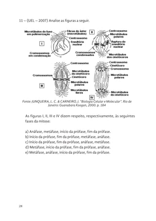 28
11 – (UEL – 2007) Analise as figuras a seguir.
As figuras I, II, III e IV dizem respeito, respectivamente, às seguintes
fases da mitose:
a) Anáfase, metáfase, início da prófase, fim da prófase.
b) Início da prófase, fim da prófase, metáfase, anáfase.
c) Início da prófase, fim da prófase, anáfase, metáfase.
d) Metáfase, início da prófase, fim da prófase, anáfase.
e) Metáfase, anáfase, início da prófase, fim da prófase.
11 - (UEL – 2007) Analise as figuras a seguir.
Fonte: JUNQUEIRA, L. C. & CARNEIRO, J. "Biologia Celular e Molecular".
Rio de Janeiro: Guanabara Koogan, 2000. p. 184
As figuras I, II, III e IV dizem respeito, respectivamente, às seguintes fases da
mitose:
a) Anáfase, metáfase, início da prófase, fim da prófase.
b) Início da prófase, fim da prófase, metáfase, anáfase.
c) Início da prófase, fim da prófase, anáfase, metáfase.
d) Metáfase, início da prófase, fim da prófase, anáfase.
e) Metáfase, anáfase, início da prófase, fim da prófase.
Fonte: JUNQUEIRA, L. C. & CARNEIRO, J. “Biologia Celular e Molecular”. Rio de
Janeiro: Guanabara Koogan, 2000. p. 184
 