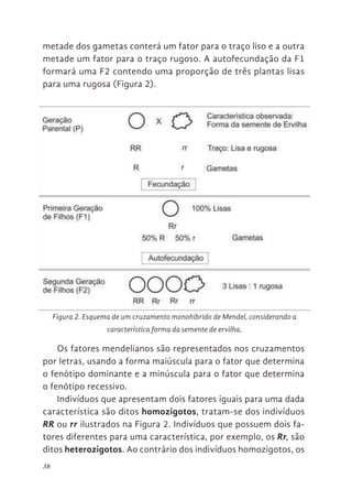38
metade dos gametas conterá um fator para o traço liso e a outra
metade um fator para o traço rugoso. A autofecundação da F1
formará uma F2 contendo uma proporção de três plantas lisas
para uma rugosa (Figura 2).
Os fatores mendelianos são representados nos cruzamentos
por letras, usando a forma maiúscula para o fator que determina
o fenótipo dominante e a minúscula para o fator que determina
o fenótipo recessivo.
Indivíduos que apresentam dois fatores iguais para uma dada
característica são ditos homozigotos, tratam-se dos indivíduos
RR ou rr ilustrados na Figura 2. Indivíduos que possuem dois fa-
tores diferentes para uma característica, por exemplo, os Rr, são
ditos heterozigotos. Ao contrário dos indivíduos homozigotos, os
35
metade dos gametas conterá um fator para o traço liso e a outra metade um
ator para o traço rugoso. A autofecundação da F1 formará uma F2 contendo
ma proporção de três plantas lisas para uma rugosa (Figura 2).
Os fatores mendelianos são representados nos cruzamentos por letras,
sando a forma maiúscula para o fator que determina o fenótipo dominante e a
minúscula para o fator que determina o fenótipo recessivo.
Indivíduos que apresentam dois fatores iguais para uma dada
aracterística são ditos homozigotos, tratam-se dos indivíduos RR ou rr
ustrados na Figura 2. Indivíduos que possuem dois fatores diferentes para
Figura 2. Esquema de um cruzamento monohíbrido de Mendel,
considerando a característica forma da semente de ervilha.
Figura 2. Esquema de um cruzamento monohíbrido de Mendel, considerando a
característica forma da semente de ervilha.
 