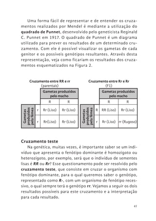 41
Uma forma fácil de representar e de entender os cruza-
mentos realizados por Mendel é mediante a utilização do
quadrado de Punnet, desenvolvido pelo geneticista Reginald
C. Punnet em 1917. O quadrado de Punnet é um diagrama
utilizado para prever os resultados de um determinado cru-
zamento. Com ele é possível visualizar os gametas de cada
genitor e os possíveis genótipos resultantes. Através desta
representação, veja como ficariam os resultados dos cruza-
mentos esquematizados na Figura 2.
Cruzamento entre RR e rr
(parentais)
Cruzamento entre Rr e Rr
(F1)
Gametas produzidos
pelo macho
Gametas produzidos
pelo macho
R R R R
Gametas
produzidos
pela
fêmea
r Rr (Liso) Rr (Liso)
Gametas
produzidos
pela
fêmea
R RR (Liso) Rr (Liso)
r Rr(Liso) Rr (Liso) r Rr (Liso) rr (Rugoso)
Cruzamento teste
Na genética, muitas vezes, é importante saber se um indi-
víduo que apresenta o fenótipo dominante é homozigoto ou
heterozigoto, por exemplo, será que o indivíduo de sementes
lisas é RR ou Rr? Esse questionamento pode ser resolvido pelo
cruzamento teste, que consiste em cruzar o organismo com
fenótipo dominante, para o qual queremos saber o genótipo,
representado como R-, com um organismo de fenótipo reces-
sivo, o qual sempre terá o genótipo rr. Vejamos a seguir os dois
resultados possíveis para este cruzamento e a interpretação
para cada resultado.
 