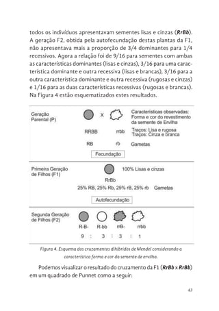 43
todos os indivíduos apresentavam sementes lisas e cinzas (RrBb).
A geração F2, obtida pela autofecundação destas plantas da F1,
não apresentava mais a proporção de 3/4 dominantes para 1/4
recessivos. Agora a relação foi de 9/16 para sementes com ambas
as características dominantes (lisas e cinzas), 3/16 para uma carac-
terística dominante e outra recessiva (lisas e brancas), 3/16 para a
outra característica dominante e outra recessiva (rugosas e cinzas)
e 1/16 para as duas características recessivas (rugosas e brancas).
Na Figura 4 estão esquematizados estes resultados.
Podemos visualizar o resultado do cruzamento da F1 (RrBb x RrBb)
em um quadrado de Punnet como a seguir:
Figura 4. Esquema dos cruzamentos dihíbridos de Mendel considerando a
característica forma e cor da semente de ervilha.
e brancas), 3/16 para a outra característica dominante e outra recessiva
(rugosas e cinzas) e 1/16 para as duas características recessivas (rugosas e
brancas). Na Figura 4 estão esquematizados estes resultados.
Podemos visualizar o resultado do cruzamento da F1 (RrBb x RrBb) em
um quadrado de Punnet como a seguir:
Figura 4. Esquema dos cruzamentos dihíbridos de Mendel considerando a
característica forma e cor da semente de ervilha.
 