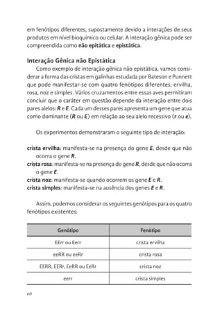 60
em fenótipos diferentes, supostamente devido a interações de seus
produtos em nível bioquímico ou celular. A interação gênica pode ser
compreendida como não epitática e epistática.
Interação Gênica não Epistática
Como exemplo de interação gênica não epistática, vamos consi-
derar a forma das cristas em galinhas estudada por Bateson e Punnett
que pode manifestar-se com quatro fenótipos diferentes: ervilha,
rosa, noz e simples. Vários cruzamentos entre essas aves permitiram
concluir que o caráter em questão depende da interação entre dois
pares alelos: R e E. Cada um desses pares apresenta um gene que atua
como dominante (R ou E) em relação ao seu alelo recessivo (r ou e).
Os experimentos demonstraram o seguinte tipo de interação:
crista ervilha: manifesta-se na presença do gene E, desde que não
ocorra o gene R.
crista rosa: manifesta-se na presença do gene R, desde que não ocorra
o gene E.
crista noz: manifesta-se quando ocorrem os gene e R.
crista simples: manifesta-se na ausência dos genes E e R.
Assim, podemos considerar os seguintes genótipos para os quatro
fenótipos existentes:
Genótipo Fenótipo
EErr ou Eerr crista ervilha
eeRR ou eeRr crista rosa
EERR, EERr, EeRR ou EeRr crista noz
eerr crista simples
 