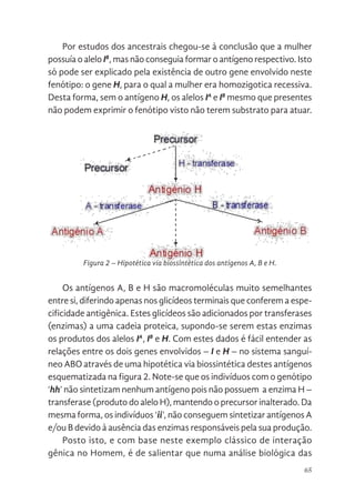 65
Por estudos dos ancestrais chegou-se à conclusão que a mulher
possuía o alelo IB
, mas não conseguia formar o antígeno respectivo. Isto
só pode ser explicado pela existência de outro gene envolvido neste
fenótipo: o gene H, para o qual a mulher era homozigotica recessiva.
Desta forma, sem o antígeno H, os alelos IA
e IB
mesmo que presentes
não podem exprimir o fenótipo visto não terem substrato para atuar.
Figura 2 – Hipotética via biossintética dos antígenos A, B e H.
Os antígenos A, B e H são macromoléculas muito semelhantes
entre si, diferindo apenas nos glicídeos terminais que conferem a espe-
cificidade antigênica. Estes glicídeos são adicionados por transferases
(enzimas) a uma cadeia proteica, supondo-se serem estas enzimas
os produtos dos alelos IA
, IB
e H. Com estes dados é fácil entender as
relações entre os dois genes envolvidos – I e H – no sistema sanguí-
neo ABO através de uma hipotética via biossintética destes antígenos
esquematizada na figura 2. Note-se que os indivíduos com o genótipo
‘hh’ não sintetizam nenhum antígeno pois não possuem a enzima H –
transferase (produto do alelo H), mantendo o precursor inalterado. Da
mesma forma, os indivíduos ‘ii’, não conseguem sintetizar antígenos A
e/ou B devido à ausência das enzimas responsáveis pela sua produção.
Posto isto, e com base neste exemplo clássico de interação
gênica no Homem, é de salientar que numa análise biológica das
Por estudos dos ancestrais chegou-se à conclusão que a mulhe
alelo IB, mas não conseguia formar o antígeno respectivo. Isto s
explicado pela existência de outro gene envolvido neste fenótipo:
para o qual a mulher era homozigotica recessiva. Desta forma, sem
H, os alelos IA e IB mesmo que presentes não podem exprimir o fe
não terem substrato para atuar.
Figura 2. Hipotética via biossintética dos antígenos A, B e H.
Os antígenos A, B e H são macromoléculas muito semelhante
diferindo apenas nos glicídeos terminais que conferem a es
antigênica. Estes glicídeos são adicionados por transferases (enzim
cadeia proteica, supondo-se serem estas enzimas os produtos dos
e H. Com estes dados é fácil entender as relações entre os
envolvidos – I e H – no sistema sanguíneo ABO através de uma h
biossintética destes antígenos esquematizada na figura 2. Note
indivíduos com o genótipo ‘hh’ não sintetizam nenhum antígeno
possuem a enzima H – transferase (produto do alelo H), mantendo
inalterado. Da mesma forma, os indivíduos ‘ii’, não conseguem
 