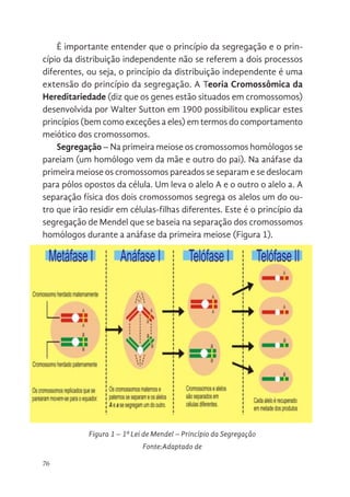 76
É importante entender que o princípio da segregação e o prin-
cípio da distribuição independente não se referem a dois processos
diferentes, ou seja, o princípio da distribuição independente é uma
extensão do princípio da segregação. A Teoria Cromossômica da
Hereditariedade (diz que os genes estão situados em cromossomos)
desenvolvida por Walter Sutton em 1900 possibilitou explicar estes
princípios (bem como exceções a eles) em termos do comportamento
meiótico dos cromossomos.
Segregação – Na primeira meiose os cromossomos homólogos se
pareiam (um homólogo vem da mãe e outro do pai). Na anáfase da
primeira meiose os cromossomos pareados se separam e se deslocam
para pólos opostos da célula. Um leva o alelo A e o outro o alelo a. A
separação física dos dois cromossomos segrega os alelos um do ou-
tro que irão residir em células-filhas diferentes. Este é o princípio da
segregação de Mendel que se baseia na separação dos cromossomos
homólogos durante a anáfase da primeira meiose (Figura 1).
Fonte:Adaptado de
Figura 1 – 1ª Lei de Mendel – Princípio da Segregação
Fonte:Adaptado de
 
