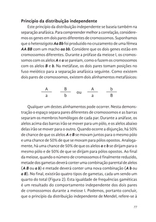 77
Princípio da distribuição independente
Este princípio da distribuição independente se baseia também na
separaçãoanafásica. Para compreendermelhor acorrelação, considere-
mos os genes em dois pares diferentes de cromossomos. Suponhamos
que o heterozigoto Aa Bb foi produzido no cruzamento de uma fêmea
AA BB com um macho aa bb. Considere que os dois genes estão em
cromossomos diferentes. Durante a prófase da meiose I, os cromos-
somos com os alelos A e a se pareiam, como o fazem os cromossomos
com os alelos B e b. Na metáfase, os dois pares tomam posições no
fuso meiótico para a separação anafásica seguinte. Como existem
dois pares de cromossomos, existem dois alinhamentos metafásicos:
A B
ou
A b
a b a B
Qualquer um destes alinhamentos pode ocorrer. Nesta demons-
tração o espaço separa pares diferentes de cromossomos e as barras
separam os membros homólogos de cada par. Durante a anáfase, os
alelos acima das barras irão se mover para um pólo, e os alelos abaixo
delas irão se mover para o outro. Quando ocorre a disjunção, há 50%
de chance de que os alelos A e B se movam juntos para o mesmo pólo
e uma chance de 50% de que se movam para pólos opostos. Analoga-
mente, há uma chance de 50% de que os alelos a e b se dirijam para o
mesmo pólo e de 50% de que se dirijam para pólos opostos. Ao final
da meiose, quando o número de cromossomos é finalmente reduzido,
metade dos gametas deverá conter uma combinação parental de alelos
(A B ou a b) e metade deverá conter uma nova combinação (A b ou
a B). No final, existirão quatro tipos de gametas, cada um sendo um
quarto do total (Figura 2). Esta igualdade de frequências gaméticas
é um resultado do comportamento independente dos dois pares
de cromossomos durante a meiose I. Podemos, portanto concluir,
que o princípio da distribuição independente de Mendel, refere-se à
 