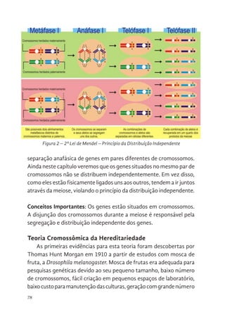 78
separação anafásica de genes em pares diferentes de cromossomos.
Ainda neste capítulo veremos que os genes situados no mesmo par de
cromossomos não se distribuem independentemente. Em vez disso,
como eles estão fisicamente ligados uns aos outros, tendem a ir juntos
através da meiose, violando o princípio da distribuição independente.
Conceitos Importantes: Os genes estão situados em cromossomos.
A disjunção dos cromossomos durante a meiose é responsável pela
segregação e distribuição independente dos genes.
Teoria Cromossômica da Hereditariedade
As primeiras evidências para esta teoria foram descobertas por
Thomas Hunt Morgan em 1910 a partir de estudos com mosca de
fruta, a Drosophila melanogaster. Mosca de frutas era adequada para
pesquisas genéticas devido ao seu pequeno tamanho, baixo número
de cromossomos, fácil criação em pequenos espaços de laboratório,
baixocustoparamanutençãodasculturas,geraçãocomgrandenúmero
74
distribuição independente.
Conceitos Importantes: Os genes estão situados em cromossomos. A
disjunção dos cromossomos durante a meiose é responsável pela segregação
e distribuição independente dos genes.
Teoria Cromossômica da Hereditariedade
As primeiras evidências para esta teoria foram descobertas por Thomas Hunt
Morgan em 1910 a partir de estudos com mosca de fruta, a Drosophila
melanogaster. Mosca de frutas era adequada para pesquisas genéticas devido
ao seu pequeno tamanho, baixo número de cromossomos,fácil criação em
pequenos espaços de laboratório, baixo custo para manutenção das culturas,
geração com grande número de descendentes em pouco espaço de tempo e
Figura 2 – 2ª Lei de Mendel – Princípio da Distribuíção Independente
 