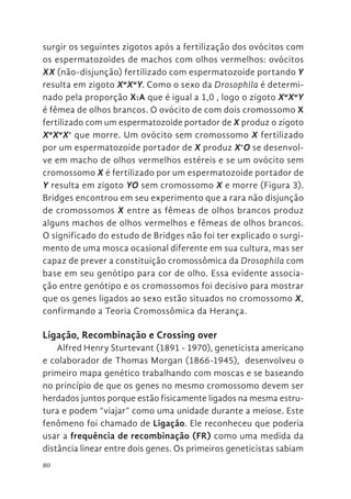 80
surgir os seguintes zigotos após a fertilização dos ovócitos com
os espermatozoides de machos com olhos vermelhos: ovócitos
XX (não-disjunção) fertilizado com espermatozoide portando Y
resulta em zigoto Xw
Xw
Y. Como o sexo da Drosophila é determi-
nado pela proporção X:A que é igual a 1,0 , logo o zigoto Xw
Xw
Y
é fêmea de olhos brancos. O ovócito de com dois cromossomo X
fertilizado com um espermatozoide portador de X produz o zigoto
Xw
Xw
X+
que morre. Um ovócito sem cromossomo X fertilizado
por um espermatozoide portador de X produz X+
O se desenvol-
ve em macho de olhos vermelhos estéreis e se um ovócito sem
cromossomo X é fertilizado por um espermatozoide portador de
Y resulta em zigoto YO sem cromossomo X e morre (Figura 3).
Bridges encontrou em seu experimento que a rara não disjunção
de cromossomos X entre as fêmeas de olhos brancos produz
alguns machos de olhos vermelhos e fêmeas de olhos brancos.
O significado do estudo de Bridges não foi ter explicado o surgi-
mento de uma mosca ocasional diferente em sua cultura, mas ser
capaz de prever a constituição cromossômica da Drosophila com
base em seu genótipo para cor de olho. Essa evidente associa-
ção entre genótipo e os cromossomos foi decisivo para mostrar
que os genes ligados ao sexo estão situados no cromossomo X,
confirmando a Teoria Cromossômica da Herança.
Ligação, Recombinação e Crossing over
Alfred Henry Sturtevant (1891 - 1970), geneticista americano
e colaborador de Thomas Morgan (1866-1945), desenvolveu o
primeiro mapa genético trabalhando com moscas e se baseando
no princípio de que os genes no mesmo cromossomo devem ser
herdados juntos porque estão fisicamente ligados na mesma estru-
tura e podem “viajar” como uma unidade durante a meiose. Este
fenômeno foi chamado de Ligaçâo. Ele reconheceu que poderia
usar a frequência de recombinação (FR) como uma medida da
distância linear entre dois genes. Os primeiros geneticistas sabiam
 