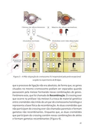 81
que o processo de ligação não era absoluto, de forma que, os genes
situados no mesmo cromossomo podiam ser separados quando
passassem pela meiose formando novas combinações de genes.
Fenômeno este, que foi chamado de Recombinação. O crossing over
que ocorre na prófase I da meiose é a troca de material genético
entre cromátides não irmãs de um par de cromossomo homólogo e
representa a base física da recombinação. As duas cromátides que
não participam do crossing over são chamadas parentais e formam
gametas não recombinantes. Enquanto que, as duas cromátides
que participam do crossing contém novas combinações de alelos
e formam gametas recombinantes (Figura 4).
Figura 3 – A Não-disjunção do cromossomo X é responsável pela prole excepcional
surgida no experimento de Bridges.
Figura 3. A Não-disjunção do cromossomo X é responsável pela
excepcional surgida no experimento de Bridges.
Ligação, Recombinação e Crossing over
Alfred Henry Sturtevant (1891 - 1970), geneticista america
colaborador de Thomas Morgan (1866-1945), desenvolveu o primeiro
genético trabalhando com moscas e se baseando no princípio de que os
no mesmo cromossomo devem ser herdados juntos porque estão fisica
 