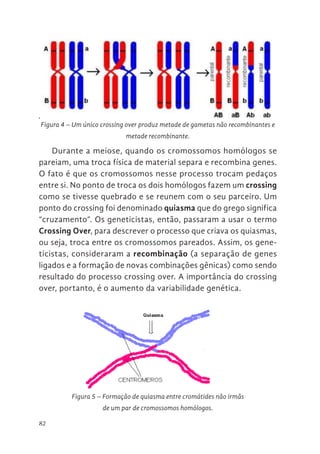 82
Durante a meiose, quando os cromossomos homólogos se
pareiam, uma troca física de material separa e recombina genes.
O fato é que os cromossomos nesse processo trocam pedaços
entre si. No ponto de troca os dois homólogos fazem um crossing
como se tivesse quebrado e se reunem com o seu parceiro. Um
ponto do crossing foi denominado quiasma que do grego significa
“cruzamento”. Os geneticistas, então, passaram a usar o termo
Crossing Over, para descrever o processo que criava os quiasmas,
ou seja, troca entre os cromossomos pareados. Assim, os gene-
ticistas, consideraram a recombinação (a separação de genes
ligados e a formação de novas combinações gênicas) como sendo
resultado do processo crossing over. A importância do crossing
over, portanto, é o aumento da variabilidade genética.
Figura 4 – Um único crossing over produz metade de gametas não recombinantes e
metade recombinante.
78
participam do crossing contém novas combinações de alelos e formam
gametas recombinantes (Figura 4).
.
Figura 4. Um único crossing over produz metade de gametas não
recombinantes e metade recombinante.
Durante a meiose, quando os cromossomos homólogos se pareiam,
uma troca física de material separa e recombina genes. O fato é que os
cromossomos nesse processo trocam pedaços entre si. No ponto de troca os
dois homólogos fazem um crossing como se tivesse quebrado e se reunem
com o seu parceiro. Um ponto do crossing foi denominado quiasma que do
grego significa “cruzamento”. Os geneticistas, então, passaram a usar o termo
CROSSING OVER, para descrever o processo que criava os quiasmas, ou
a, troca entre os cromossomos pareados. Assim, os geneticistas,
sideraram a recombinação (a separação de genes ligados e a formação de
as combinações gênicas) como sendo resultado do processo crossing over.
mportância do crossing over, portanto, é o aumento da variabilidade
ética.
Figura 5 Formação de quiasma entre cromátides não irmãs de um par de
cromossomos homólogos.
Figura 5 – Formação de quiasma entre cromátides não irmãs
de um par de cromossomos homólogos.
 