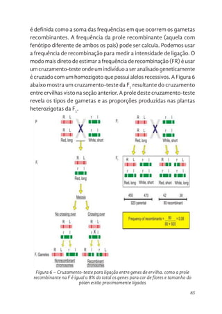 85
é definida como a soma das frequências em que ocorrem os gametas
recombinantes. A frequência da prole recombinante (aquela com
fenótipo diferente de ambos os pais) pode ser calcula. Podemos usar
a frequência de recombinação para medir a intensidade de ligação. O
modo mais direto de estimar a frequência de recombinação (FR) é usar
umcruzamento-testeonde umindivíduoaseranalisadogeneticamente
é cruzado com um homozigoto que possui alelos recessivos. A Figura 6
abaixo mostra um cruzamento-teste da F1
resultante do cruzamento
entre ervilhas visto na seção anterior. A prole deste cruzamento-teste
revela os tipos de gametas e as proporções produzidas nas plantas
heterozigotas da F1
.
83
Para quaisquer dois genes ligados, a frequência de gametas recombinantes
nunca excede a 50%. Podendo atingir esse valor se os genes situados nos
mesmos cromossomos estiverem muito distantes (nas pontas opostas de um
cromossomo). Este valor é também atingido quando os genes estão em
cromossomos diferentes (diibridismo, 2ª Lei de Mendel): 50% de recom
binantes significa que os genes se distribuem
independentemente.
Figura 6 – Cruzamento-teste para ligação entre genes de ervilha. como a prole
recombinante na F é igual a 8% do total os genes para cor de flores e tamanho do
pólen estão proximamente ligados
 