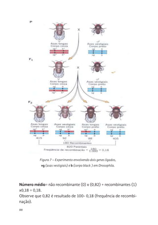 88
Número médio= não recombinante (0) x (0,82) + recombinantes (1)
x0,18 = 0,18.
Observe que 0,82 é resultado de 100- 0,18 (frequência de recombi-
nação).
Figura 7 – Experimento envolvendo dois genes ligados,
vg (asas vestigiais) e b (corpo black ) em Drosophila.
 