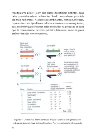 90
resultou uma prole F2
com oito classes fenotípicas distintas, duas
delas parentais e seis recombinantes. Sendo que as classes parentais
são mais numerosas. As classes recombinantes, menos numerosas,
representam cada tipo diferente de cromossomo com crossing. Assim,
para entender quais crossings estão envolvidos na produção de cada
tipo de recombinante, devemos primeiro determinar como os genes
estão ordenados no cromossomo.
representam cada tipo diferente de cromossomo com crossing.
entender quais crossings estão envolvidos na produção de
recombinante, devemos primeiro determinar como os genes estã
no cromossomo.
Figura 8. Cruzamento de três pontos de Bridges e Olbrycht com g
a X, sc (cerdas scute) e ec (olhos echinus) e cv (sas cross
Figura 8 – Cruzamento de três pontos de Bridges e Olbrycht com genes ligados
a X, sc (cerdas scute) e ec (olhos echinus) e cv (sas crossveinless) em Drosophila.
 