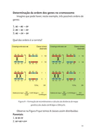 91
Determinação da ordem dos genes no cromossomo
Imagine que pode haver, neste exemplo, três possíveis ordens de
genes:
1. sc – ec – cv
2. ec – sc – cv
3. ec – cv – sv
Qual das ordens é a correta?
1. sc- ec- cv
2. ec- sc- cv
3. ec- cv- sv
Qual das ordens é a correta?
Figura 9. Formação de recombinantes e cálculos da distância de mapa
genético dos dados de Bridges e Olbrycht.
Observe na Figura 9 que temos 8 classes assim distribuídas:
Parentais:
Figura 9 – Formação de recombinantes e cálculos da distância de mapa
genético dos dados de Bridges e Olbrycht.
Observe na Figura 9 que temos 8 classes assim distribuídas:
Parentais:
1. sc ec cv
2. sc+ ec+ cv+
 