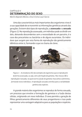 94
CAPÍTULO V
DETERMINAÇÃO DO SEXO
Martín Alejandro Montes e Ana Cristina Lauer Garcia
Uma das características mais importantes dos organismos vivos é
a sua capacidade de se transmitir as informações genéticas através das
gerações. Existem dois tipos de reprodução, a assexuada e a sexuada
(Figura 1). Na reprodução assexuada, um indivíduo pode se dividir em
dois, deixando descendentes sem a necessidade de um parceiro, é o
caso dos procariotos ou bactérias e de alguns eucariotos. Os indiví-
duos que surgem por esta forma de reprodução são geneticamente
idênticos entre si, formando o que se chama de clone.
Figura 1 – As leveduras (A) são exemplos de organismos que se reproduzem
de forma assexuada, ou seja, sem a formação de gametas. Nas moscas (B) a
reprodução é sexuada, na qual ocorre a fusão de gametas masculinos e femininos,
formando novos indivíduos. A reprodução sexuada contribui para a variabilidade
genética das espécies.
A grande maioria dos organismos se reproduz de forma sexuada,
um processo que envolve a formação de gametas e a fusão destas
células, originando um novo indivíduo. O sexo permite a geração de
filhos geneticamente diferentes de seus progenitores e isso pode
representar uma vantagem adaptativa para as populações e espécies.
92
Martín Alejandro Montes e Ana Cristina Lauer Garcia
Uma das características mais importantes dos organismos vivos é a sua
capacidade de se transmitir as informações genéticas através das gerações.
Existem dois tipos de reprodução, a assexuada e a sexuada (Figura 1). Na
reprodução assexuada, um indivíduo pode se dividir em dois, deixando
descendentes sem a necessidade de um parceiro, é o caso dos procariotos ou
bactérias e de alguns eucariotos. Os indivíduos que surgem por esta forma de
reprodução são geneticamente idênticos entre si, formando o que se chama de
clone.
A grande maioria dos organismos se reproduz de forma sexuada, um
processo que envolve a formação de gametas e a fusão destas células,
originando um novo indivíduo. O sexo permite a geração de filhos
Figura 1. As leveduras (A) são exemplos de organismos que se
reproduzem de forma assexuada, ou seja, sem a formação de
gametas. Nas moscas (B) a reprodução é sexuada, na qual ocorre a
fusão de gametas masculinos e femininos, formando novos
indivíduos. A reprodução sexuada contribui para a variabilidade
genética das espécies.
 