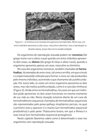 95
Os organismos de reprodução sexuada podem ser monoicos (do
grego mono=um e oikos=casa) quando um único indivíduo apresen-
ta dois sexos, ou dioicos (do grego di=duas e oikos=casa), quando o
organismo apresenta apenas um sexo, masculino ou feminino.
No caso dos organismos monoicos, também chamados de herma-
froditas, há exemplos de seres vivos, tal como a ervilha, em que o óvulo
e o espermatozoide utilizado para formar o novo ser são produzidos
pelo mesmo indivíduo, ocorrendo o que chamamos de autofecunda-
ção. Por outro lado, às vezes um único organismo apresenta os dois
sexos, mas não realiza autofecundação, como é o caso das minhocas
(Figura 2). Ainda entre os hermafroditas, há casos em que um indiví-
duo pode apresentar os dois sexos funcionais no mesmo momento
de sua vida ou não. Nesta situação estamos diante de um caso de
hermafroditismo sequencial. Exemplos de hermafroditas sequenciais
são representados pelo peixe-palhaço Amphiprion percula, no qual
o primeiro sexo a aparecer é o macho (um hermafrodita sequencial
protândrico) e pelo peixe Thalassoma lunare, em que a fêmea é o
sexo inicial (um hermafrodita sequencial protogínico).
Neste capítulo falaremos sobre como é determinado o sexo nos
organismos com reprodução sexuada.
ferentes de seus
isso pode
ma vantagem
as populações e
ganismos de
ada podem ser
ego mono=um e
ando um único
nta dois sexos,
grego di=duas e
ndo o organismo
nas um sexo,
minino.
dos organismos monoicos, também chamados de
á exemplos de seres vivos, tal como a ervilha, em que o óvulo
oide utilizado para formar o novo ser são produzidos pelo
, ocorrendo o que chamamos de autofecundação. Por outro
m único organismo apresenta os dois sexos, mas não realiza
como é o caso das minhocas (Figura 2). Ainda entre os
á casos em que um indivíduo pode apresentar os dois sexos
esmo momento de sua vida ou não. Nesta situação estamos
so de hermafroditismo sequencial. Exemplos de hermafroditas
representados pelo peixe-palhaço Amphiprion percula, no qual
aparecer é o macho (um hermafrodita sequencial protândrico)
halassoma lunare, em que a fêmea é o sexo inicial (um
uencial protogínico).
Figura 2. A minhoca é um exemplo de
organismo hermafrodita. Neste caso, um
único indivíduo apresenta os dois sexos,
masculino e feminino, mas a reprodução se
dá pela cópula, já que não ocorre
autofecundação.
Figura 2 – A minhoca é um exemplo de organismo hermafrodita. Neste caso, um
único indivíduo apresenta os dois sexos, masculino e feminino, mas a reprodução se
dá pela cópula, já que não ocorre autofecundação.
 