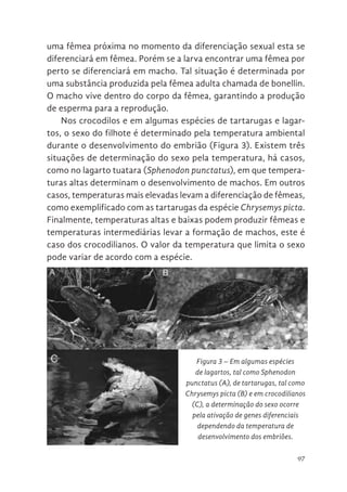 97
Nos crocodilos e em algumas espécies de tartarugas e lagartos,
do filhote é determinado pela temperatura ambiental duran
desenvolvimento do embrião (Figura 3). Existem três situaçõe
determinação do sexo pela temperatura, há casos, como no lagarto t
(Sphenodon punctatus), em que temperaturas altas determina
desenvolvimento de machos. Em outros casos, temperaturas mais ele
levam a diferenciação de fêmeas, como exemplificado com as tartarug
espécie Chrysemys picta. Finalmente, temperaturas altas e baixas
produzir fêmeas e temperaturas intermediárias levar a formação de m
este é caso dos crocodilianos. O valor da temperatura que limita o sexo
variar de acordo com a espécie.
Figura 3. Em algumas espécies de
lagartos, tal como Sphenodon punctatus
(A), de tartarugas, tal como Chrysemys
picta (B) e em crocodilianos (C), a
determinação do sexo ocorre pela
ativação de genes diferenciais
dependendo da temperatura de
desenvolvimento dos embriões.
uma fêmea próxima no momento da diferenciação sexual esta se
diferenciará em fêmea. Porém se a larva encontrar uma fêmea por
perto se diferenciará em macho. Tal situação é determinada por
uma substância produzida pela fêmea adulta chamada de bonellin.
O macho vive dentro do corpo da fêmea, garantindo a produção
de esperma para a reprodução.
Nos crocodilos e em algumas espécies de tartarugas e lagar-
tos, o sexo do filhote é determinado pela temperatura ambiental
durante o desenvolvimento do embrião (Figura 3). Existem três
situações de determinação do sexo pela temperatura, há casos,
como no lagarto tuatara (Sphenodon punctatus), em que tempera-
turas altas determinam o desenvolvimento de machos. Em outros
casos, temperaturas mais elevadas levam a diferenciação de fêmeas,
como exemplificado com as tartarugas da espécie Chrysemys picta.
Finalmente, temperaturas altas e baixas podem produzir fêmeas e
temperaturas intermediárias levar a formação de machos, este é
caso dos crocodilianos. O valor da temperatura que limita o sexo
pode variar de acordo com a espécie.
Nos crocodilos e em algumas espécies de tartarugas e lagartos, o sexo
do filhote é determinado pela temperatura ambiental durante o
desenvolvimento do embrião (Figura 3). Existem três situações de
determinação do sexo pela temperatura, há casos, como no lagarto tuatara
(Sphenodon punctatus), em que temperaturas altas determinam o
desenvolvimento de machos. Em outros casos, temperaturas mais elevadas
levam a diferenciação de fêmeas, como exemplificado com as tartarugas da
espécie Chrysemys picta. Finalmente, temperaturas altas e baixas podem
produzir fêmeas e temperaturas intermediárias levar a formação de machos,
este é caso dos crocodilianos. O valor da temperatura que limita o sexo pode
variar de acordo com a espécie.
SISTEMA HAPLOIDE/DIPLOIDE DE DETERMINAÇÃO DO SEXO
Figura 3. Em algumas espécies de
lagartos, tal como Sphenodon punctatus
(A), de tartarugas, tal como Chrysemys
picta (B) e em crocodilianos (C), a
determinação do sexo ocorre pela
ativação de genes diferenciais
dependendo da temperatura de
desenvolvimento dos embriões.
Figura 3 – Em algumas espécies
de lagartos, tal como Sphenodon
punctatus (A), de tartarugas, tal como
Chrysemys picta (B) e em crocodilianos
(C), a determinação do sexo ocorre
pela ativação de genes diferenciais
dependendo da temperatura de
desenvolvimento dos embriões.
 