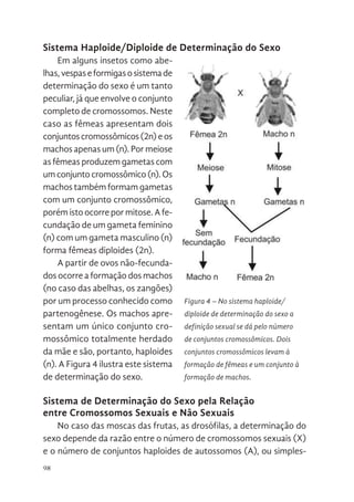 98
Sistema Haploide/Diploide de Determinação do Sexo
Em alguns insetos como abe-
lhas,vespaseformigasosistemade
determinação do sexo é um tanto
peculiar, já que envolve o conjunto
completo de cromossomos. Neste
caso as fêmeas apresentam dois
conjuntoscromossômicos(2n)eos
machos apenas um (n). Por meiose
as fêmeas produzem gametas com
um conjunto cromossômico (n). Os
machos também formam gametas
com um conjunto cromossômico,
porém isto ocorre por mitose. A fe-
cundação de um gameta feminino
(n) com um gameta masculino (n)
forma fêmeas diploides (2n).
A partir de ovos não-fecunda-
dos ocorre a formação dos machos
(no caso das abelhas, os zangões)
por um processo conhecido como
partenogênese. Os machos apre-
sentam um único conjunto cro-
mossômico totalmente herdado
da mãe e são, portanto, haploides
(n). A Figura 4 ilustra este sistema
de determinação do sexo.
Sistema de Determinação do Sexo pela Relação
entre Cromossomos Sexuais e Não Sexuais
No caso das moscas das frutas, as drosófilas, a determinação do
sexo depende da razão entre o número de cromossomos sexuais (X)
e o número de conjuntos haploides de autossomos (A), ou simples-
mitose. A
feminino (n
(n) forma fê
A pa
ocorre a for
das abelh
processo
partenogên
um único
totalmente
portanto, ha
este sistem
SISTEMA DE DETERMINAÇÃO DO SEXO
CROMOSSOMOS SEXUAIS E NÃO SEXUAIS
No caso das moscas das frutas, as drosófi
depende da razão entre o número de cromossomo
conjuntos haploides de autossomos (A), ou simpl
tipo de determinação de sexo é chamado de Siste
As fêmeas normais possuem dois cromo
haploides de autossomos, sendo a razão X/A ig
possuem apenas um cromossomo X para
autossômicos, numa razão de 0,5. Indivíduos que
que um são denominados de metafêmeas, enquan
Figura 4. N
determinação
dá pelo
cromossômic
cromossômic
fêmeas e
machos.
Figura 4 – No sistema haploide/
diploide de determinação do sexo a
definição sexual se dá pelo número
de conjuntos cromossômicos. Dois
conjuntos cromossômicos levam à
formação de fêmeas e um conjunto à
formação de machos.
 