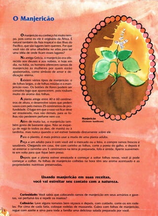 Livro Gigi e as Sermentes