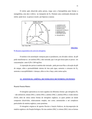 34


        O nitrito após absorvido pelos peixes, reage com a hemoglobina para formar a
metaglobina, esta não é efetiva no transporte de O2. Portanto uma continuada absorção do
nitrito pode levar os peixes à morte por hipoxia e cianose.




                                                                                   FIGURA
9. Resumo esquemático do ciclo do nitrogênio.


        O amônio é de assimilação vantajosa para os produtores, em elevados valores de pH
pode transformar-se em amônia (NH3 ) não ionizada, que é um gás tóxico para os peixes em
concentrações entre 0,20 e 3,00 mg/litro.
        A exposição dos peixes à amônia não ionizada , pode provocar-lhes a elevação do pH
do sangue, afeta a permeabilidade interna de íons pela água, aumenta o consumo de O2,
aumenta a susceptibilidade à doenças, afeta os rins e baço, entre outras ações.



        12. EFEITOS DA AMÔNIA, DO NITRATO E DO NITRITO, EM PEIXES



Ricardo Pereira Ribeiro


        O nitrogênio apresenta-se no meio aquático de diferentes formas: gás nitrogênio (N2
– não utilizável), nitrato (NO3-), nitrito (NO2-), amônio (NH4+), amônia (NH3) e óxido nitroso
(N2O), além de várias outras formas de nitrogênio orgânico, os quais podem ser desde
compostos dissolvidos, relativamente simples, tais como, aminoácidos a até complexos
particulados de matéria orgânica, como proteínas.
        O nitrogênio origina-se de aportes fluviais e lençóis freáticos, da decomposição da
matéria orgânica e da fixação biológica. Os íons amônio (NH4+) e nitrato (NO3-) são as formas
 