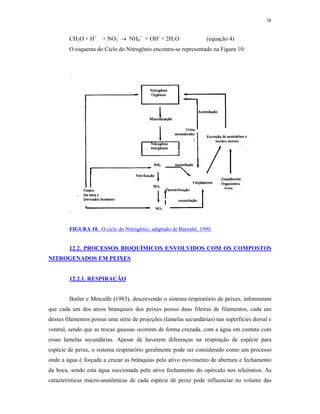 38


        CH2O + H+     + NO3-  NH4+ + OH- + 2H2O                  (equação 4)
        O esquema do Ciclo do Nitrogênio encontra-se representado na Figura 10:




        FIGURA 10. O ciclo do Nitrogênio, adaptado de Barnabé, 1990.


        12.2. PROCESSOS BIOQUÍMICOS ENVOLVIDOS COM OS COMPOSTOS
NITROGENADOS EM PEIXES


        12.2.1. RESPIRAÇÃO


        Butler e Metcalfe (1983), descrevendo o sistema respiratório de peixes, informaram
que cada um dos arcos branquiais dos peixes possui duas fileiras de filamentos, cada um
desses filamentos possui uma série de projeções (lamelas secundárias) nas superfícies dorsal e
ventral, sendo que as trocas gasosas ocorrem de forma cruzada, com a água em contato com
essas lamelas secundárias. Apesar de haverem diferenças na respiração de espécie para
espécie de peixe, o sistema respiratório geralmente pode ser considerado como um processo
onde a água é forçada a cruzar as brânquias pelo ativo movimento de abertura e fechamento
da boca, sendo esta água succionada pelo ativo fechamento do opérculo nos teleósteos. As
características macro-anatômicas de cada espécie de peixe pode influenciar no volume das
 
