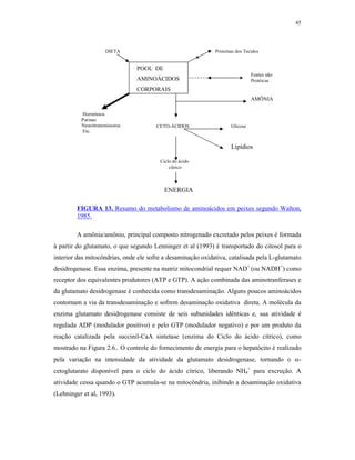 45




                     DIETA                                   Proteínas dos Tecidos


                               POOL DE
                                                                              Fontes não
                               AMINOÁCIDOS                                    Protéicas
                               CORPORAIS
                                                                              AMÔNIA

          Hormônios
          Purinas
          Neurotransmissores           CETO-ÁCIDOS                  Glicose
          Etc.


                                                                    Lipídios

                                        Ciclo do ácido
                                            cítrico



                                          ENERGIA

        FIGURA 13. Resumo do metabolismo de aminoácidos em peixes segundo Walton,
        1985.

        A amônia/amônio, principal composto nitrogenado excretado pelos peixes é formada
à partir do glutamato, o que segundo Lenninger et al (1993) é transportado do citosol para o
interior das mitocôndrias, onde ele sofre a desaminação oxidativa, catalisada pela L-glutamato
desidrogenase. Essa enzima, presente na matriz mitocondrial requer NAD+ (ou NADH+) como
receptor dos equivalentes produtores (ATP e GTP). A ação combinada das aminotranferases e
da glutamato desidrogenase é conhecida como transdesaminação. Alguns poucos aminoácidos
contornam a via da transdesaminação e sofrem desaminação oxidativa direta. A molécula da
enzima glutamato desidrogenase consiste de seis subunidades idênticas e, sua atividade é
regulada ADP (modulador positivo) e pelo GTP (modulador negativo) e por um produto da
reação catalizada pela succinil-CaA sintetase (enzima do Ciclo do ácido cítrico), como
mostrado na Figura 2.6.. O controle do fornecimento de energia para o hepatócito é realizado
pela variação na intensidade da atividade da glutamato desidrogenase, tornando o -
cetoglutarato disponível para o ciclo do ácido cítrico, liberando NH4+ para excreção. A
atividade cessa quando o GTP acumula-se na mitocôndria, inibindo a desaminação oxidativa
(Lehninger et al, 1993).
 